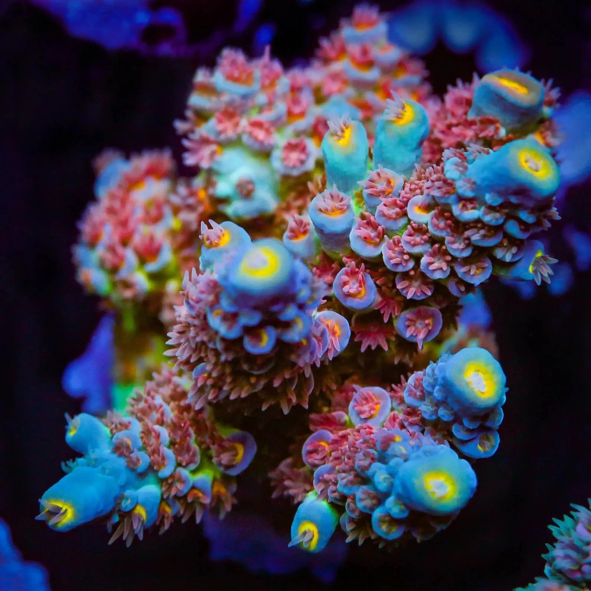 TSA Bubbleyum Tenuis Acropora Corals - Image 5
