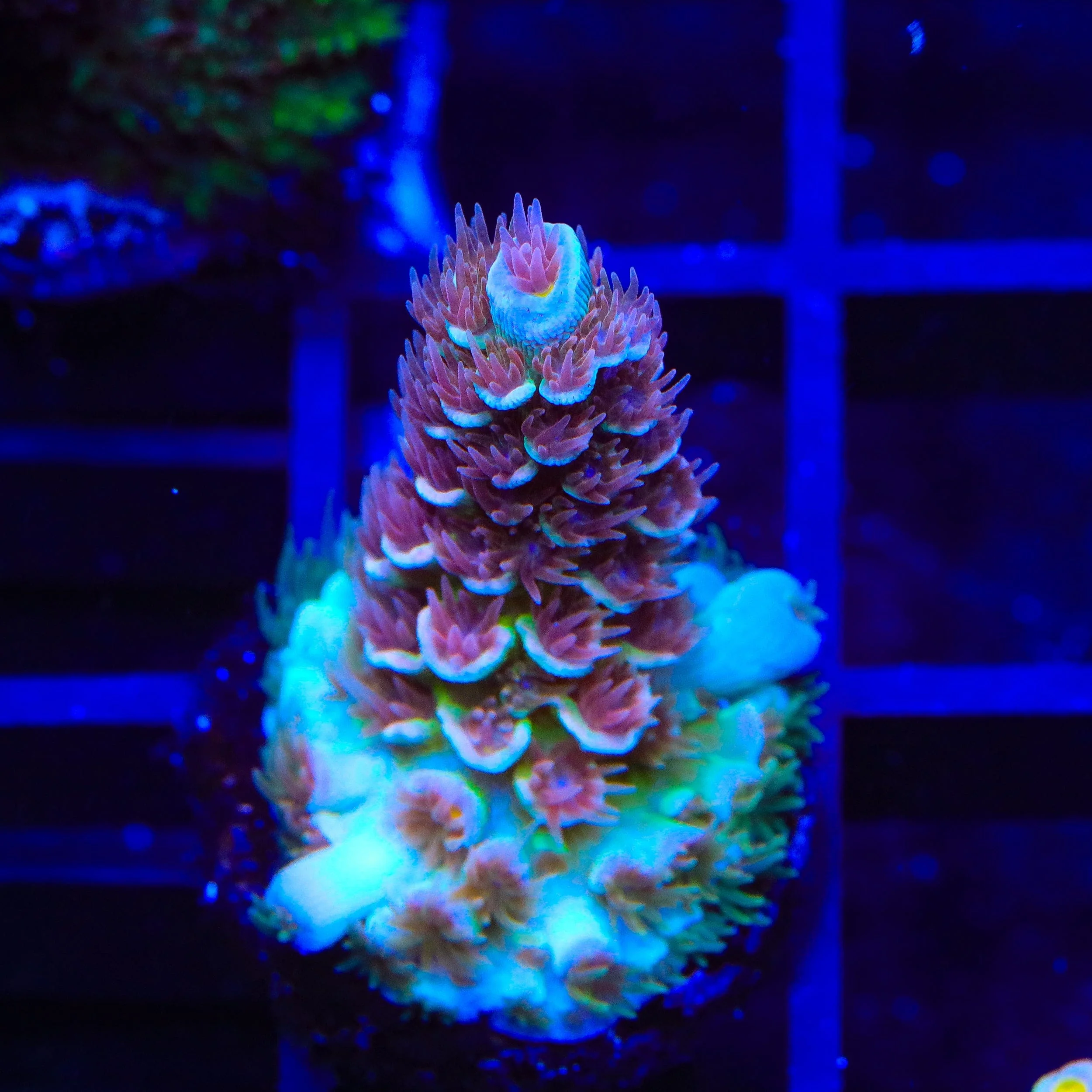 TSA Bubbleyum Tenuis Acropora Coral