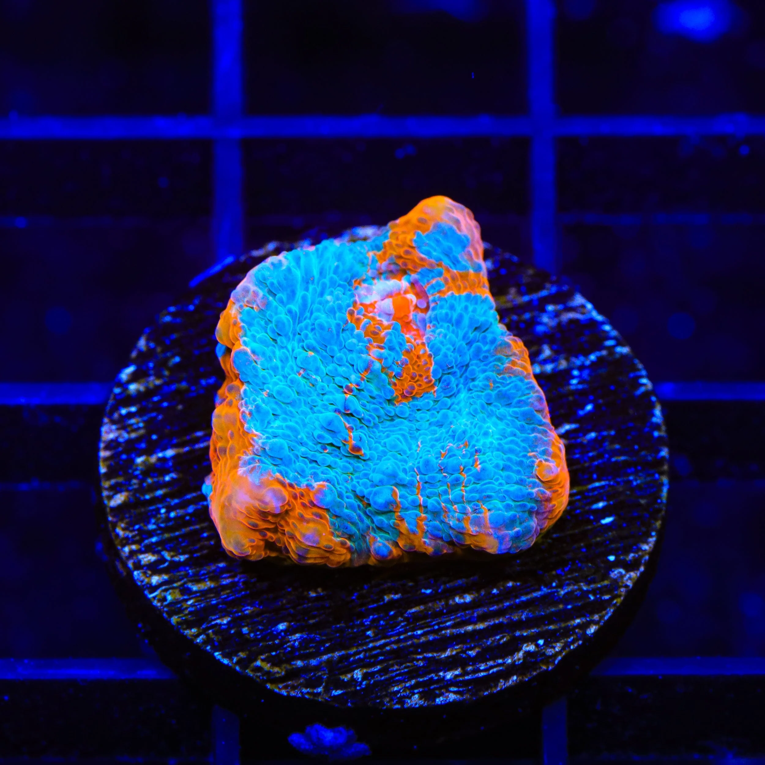 TSA Calypso Chalice Coral - Image 2