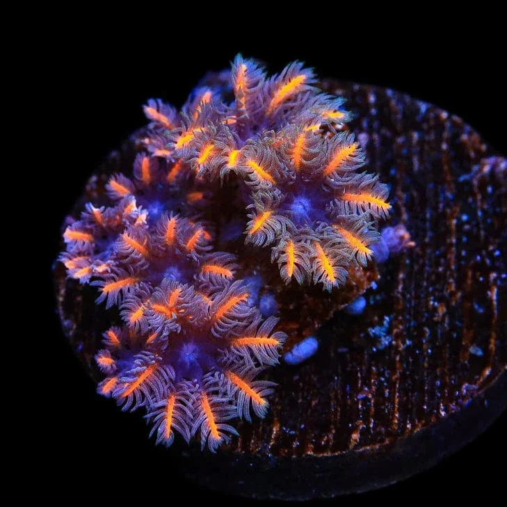 TSA Candy Corn Clove Polyp Coral - Image 2