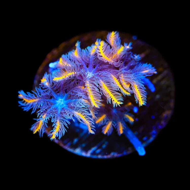 TSA Candy Corn Clove Polyp Coral - Image 3