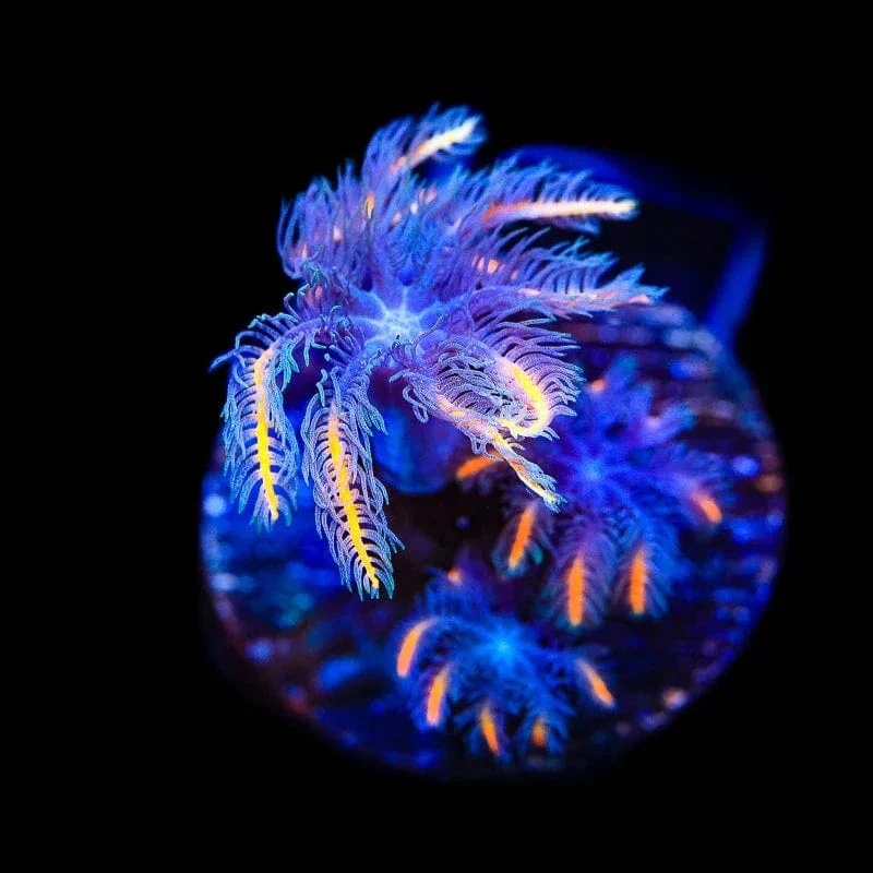 TSA Candy Corn Clove Polyp Coral - Image 4