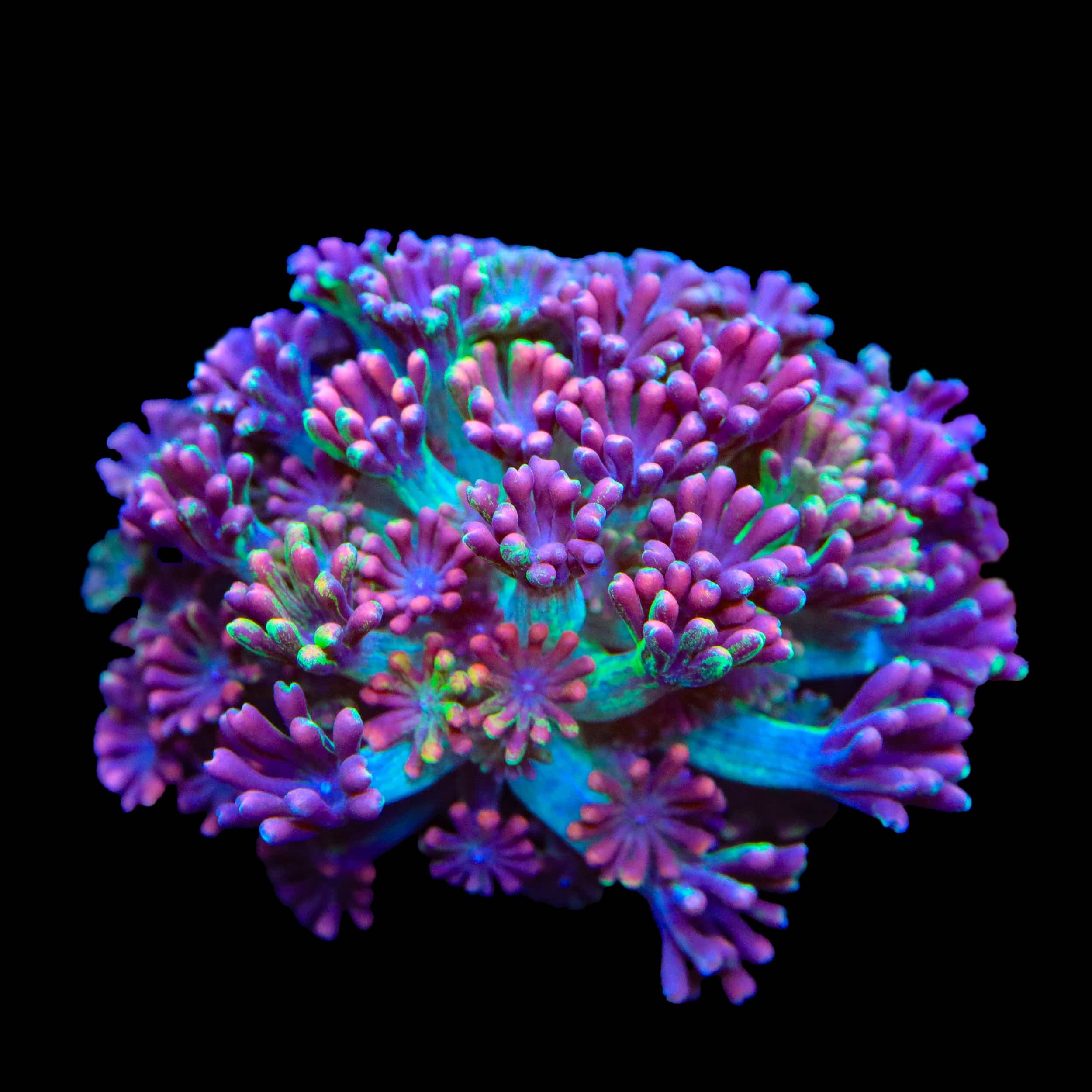 TSA Candy Runts Alveopora Coral