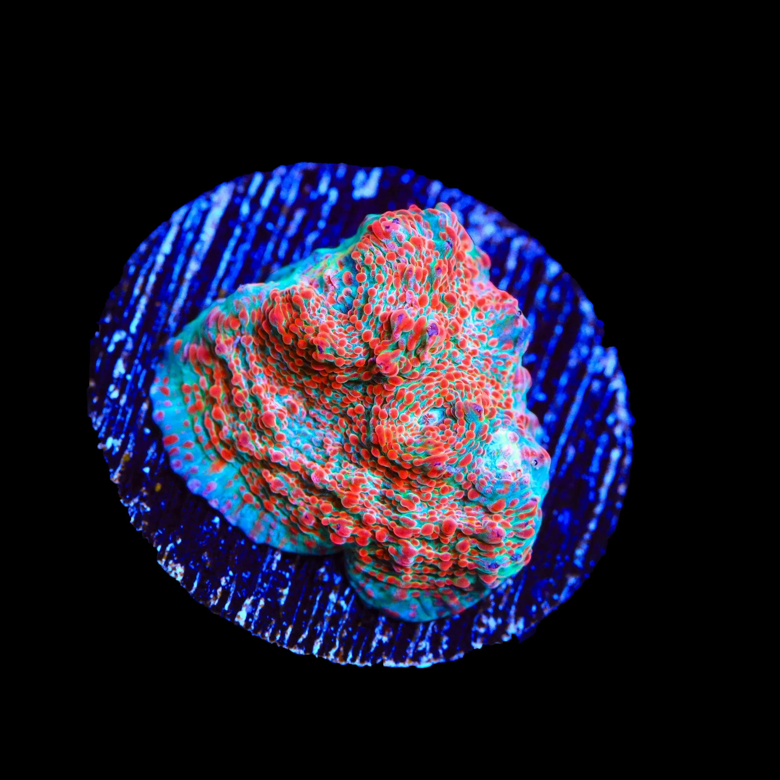 TSA Candy Swirl Chalice Coral