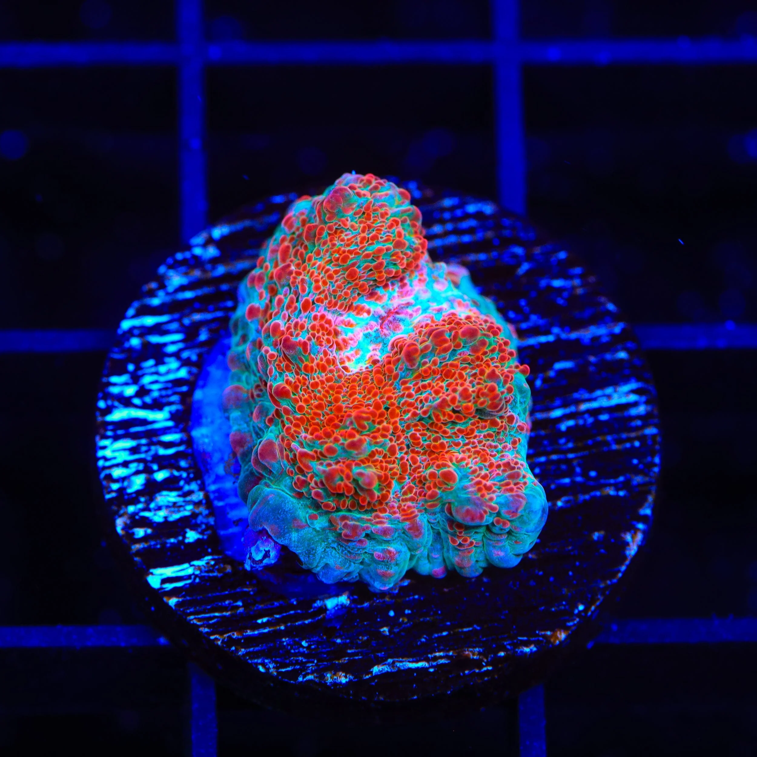 TSA Candy Swirl Chalice Coral - Image 2