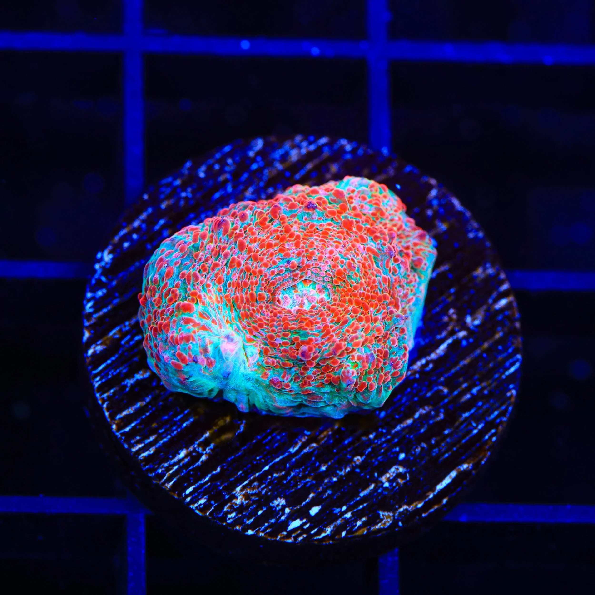 TSA Candy Swirl Chalice Coral - Image 3