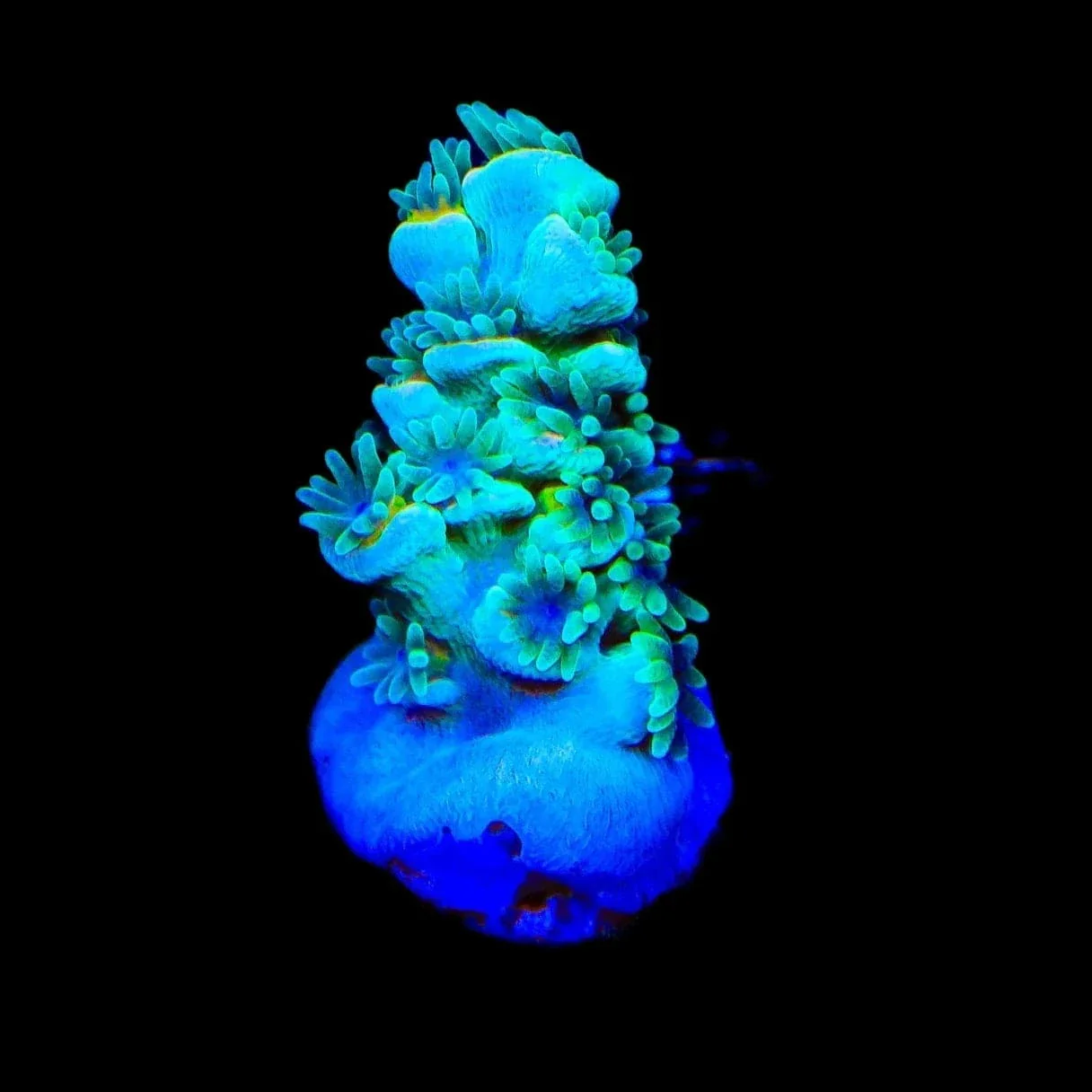 TSA Captain Planet Tenuis Acropora Coral - Image 3