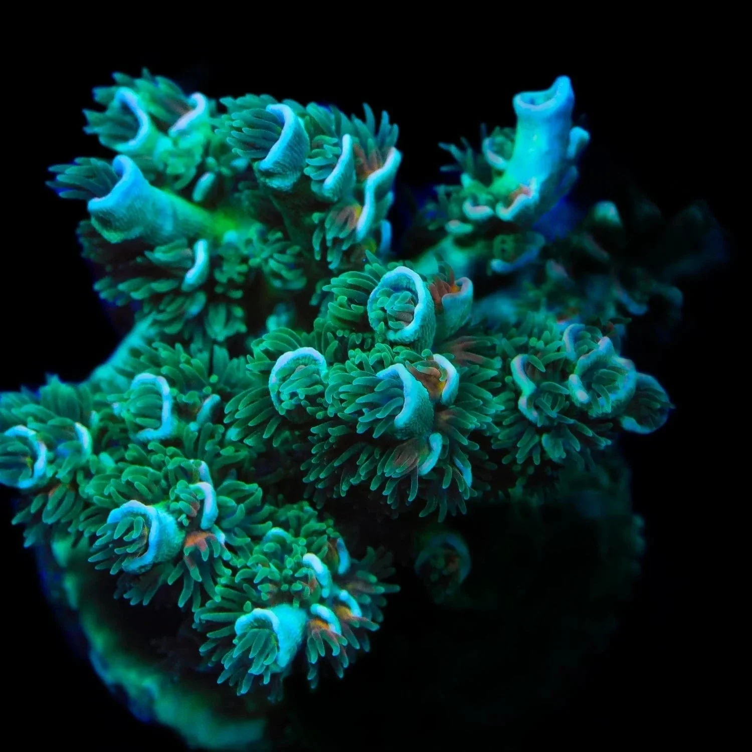 TSA Captain Planet Tenuis Acropora Coral - Image 4