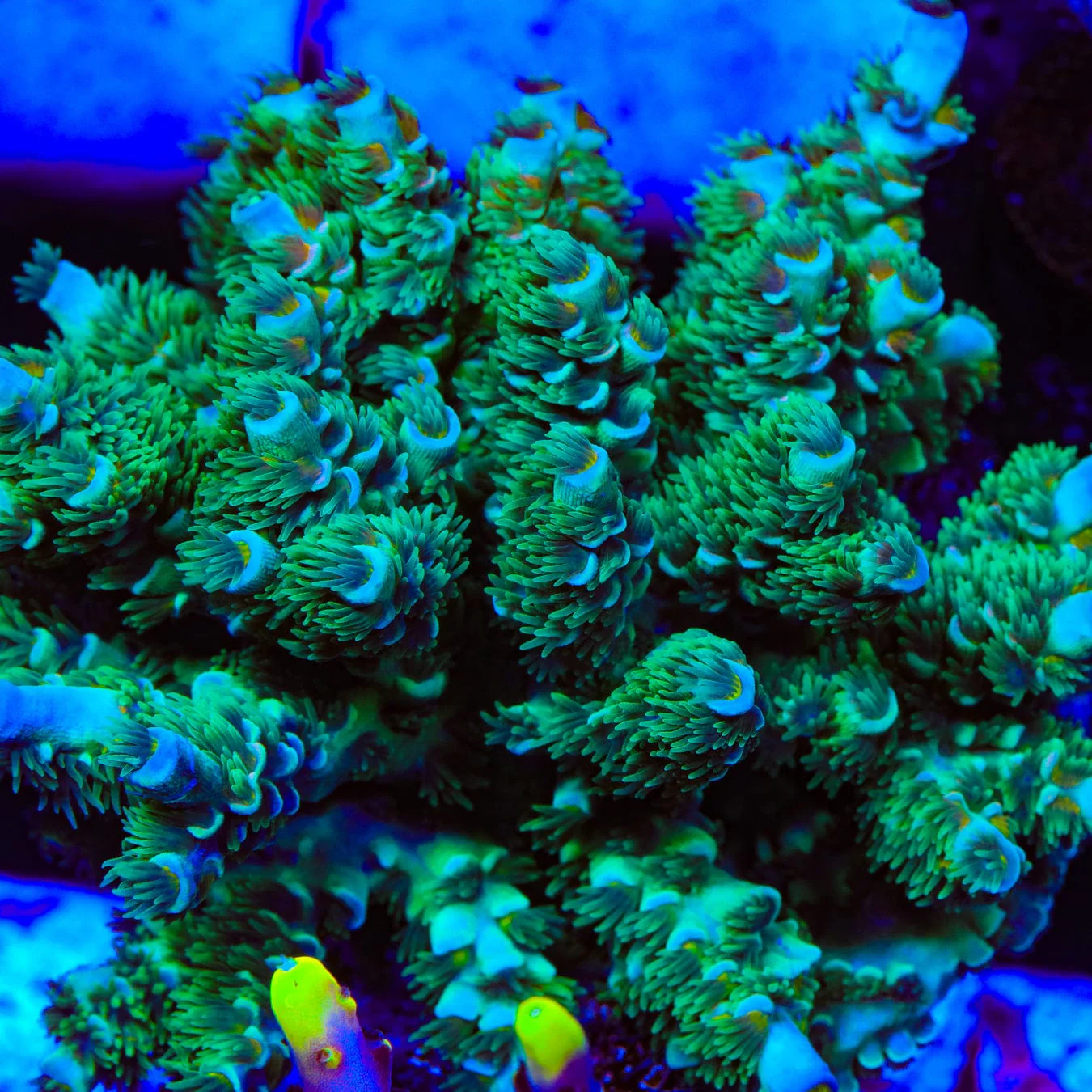 TSA Captain Planet Tenuis Acropora Coral - Image 6