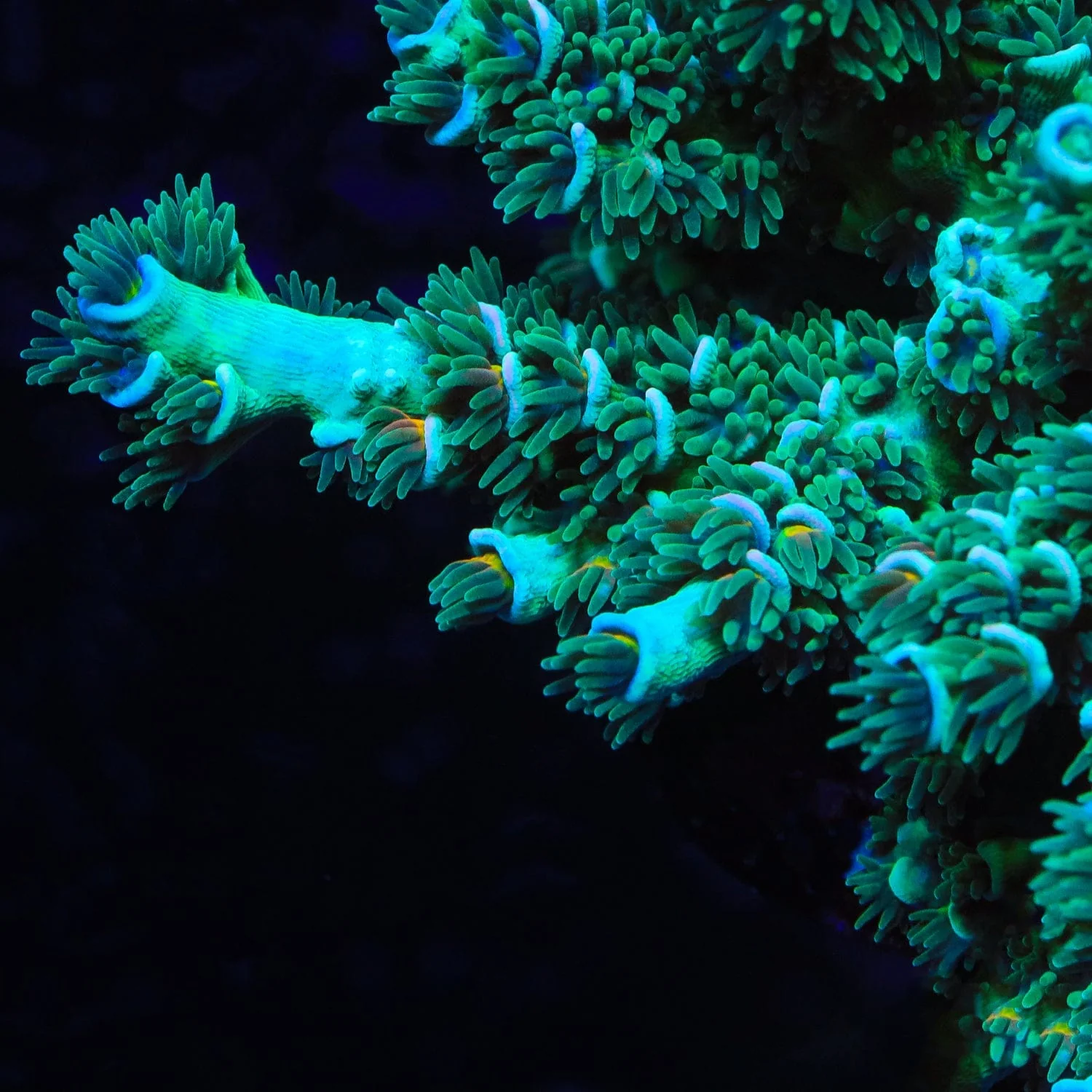 TSA Captain Planet Tenuis Acropora Coral - Image 2