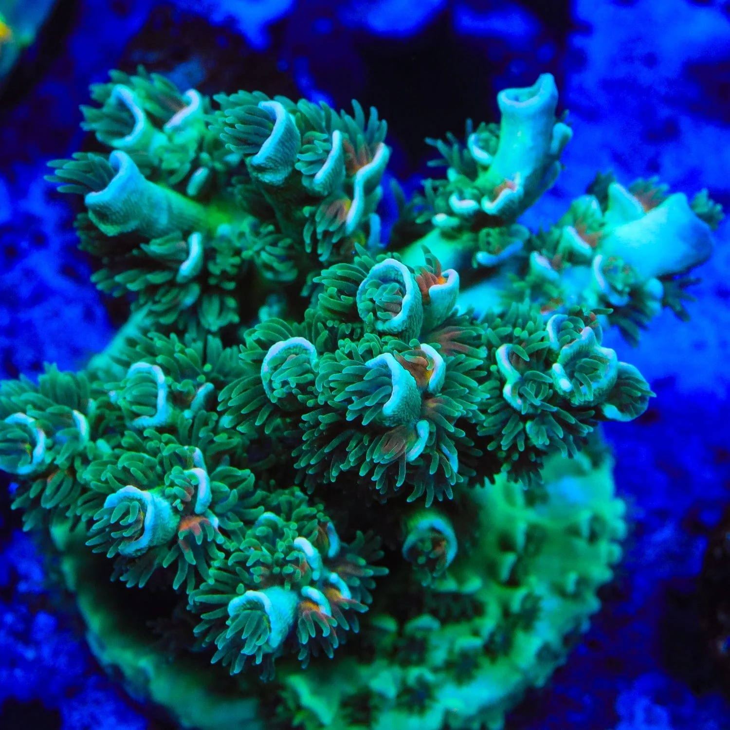 TSA Captain Planet Tenuis Acropora Coral - Image 3