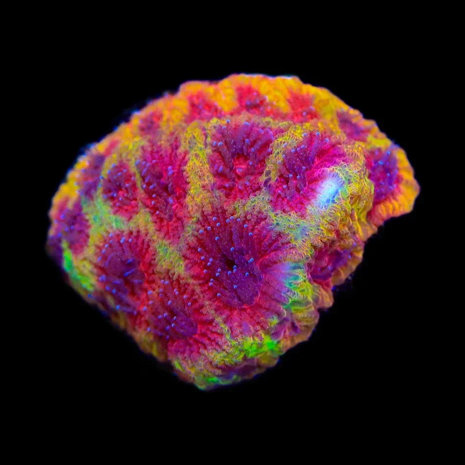 TSA Chemical Warfare Favia Coral - Image 2