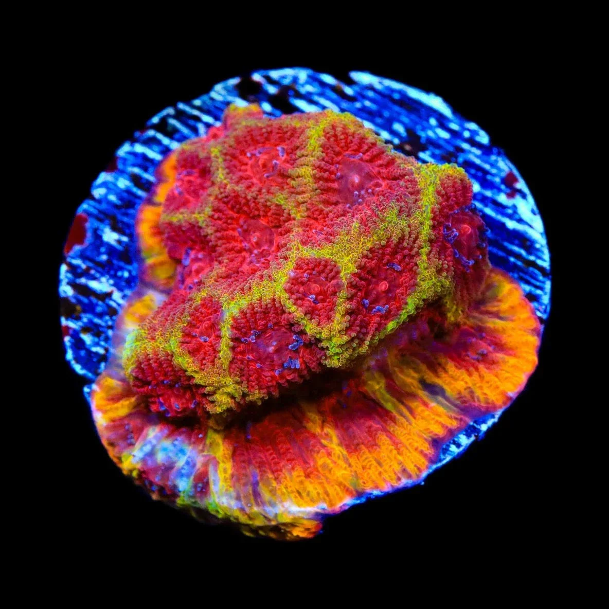 TSA Chemical Warfare Favia Coral - Image 3