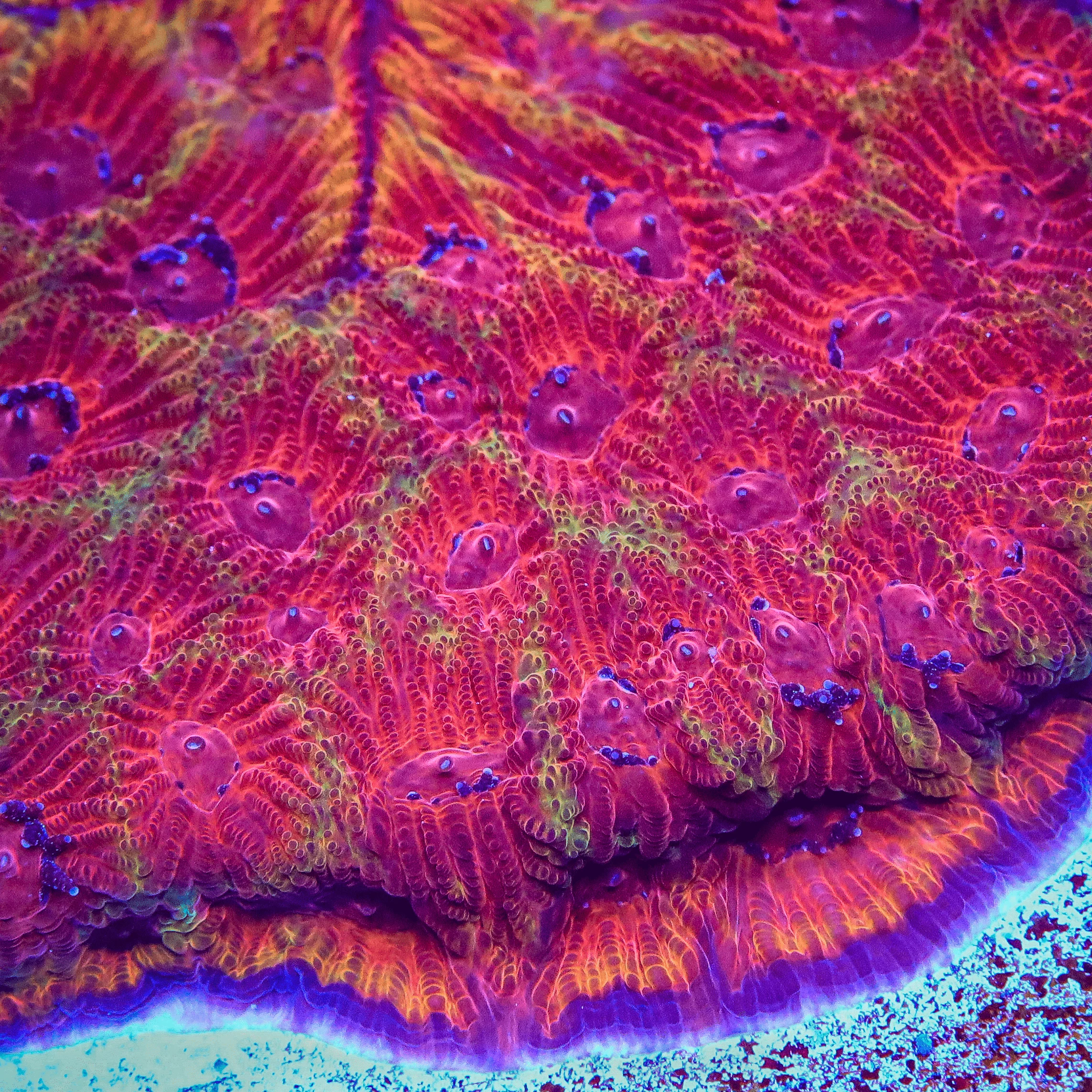TSA Chemical Warfare Favia Coral - Image 4