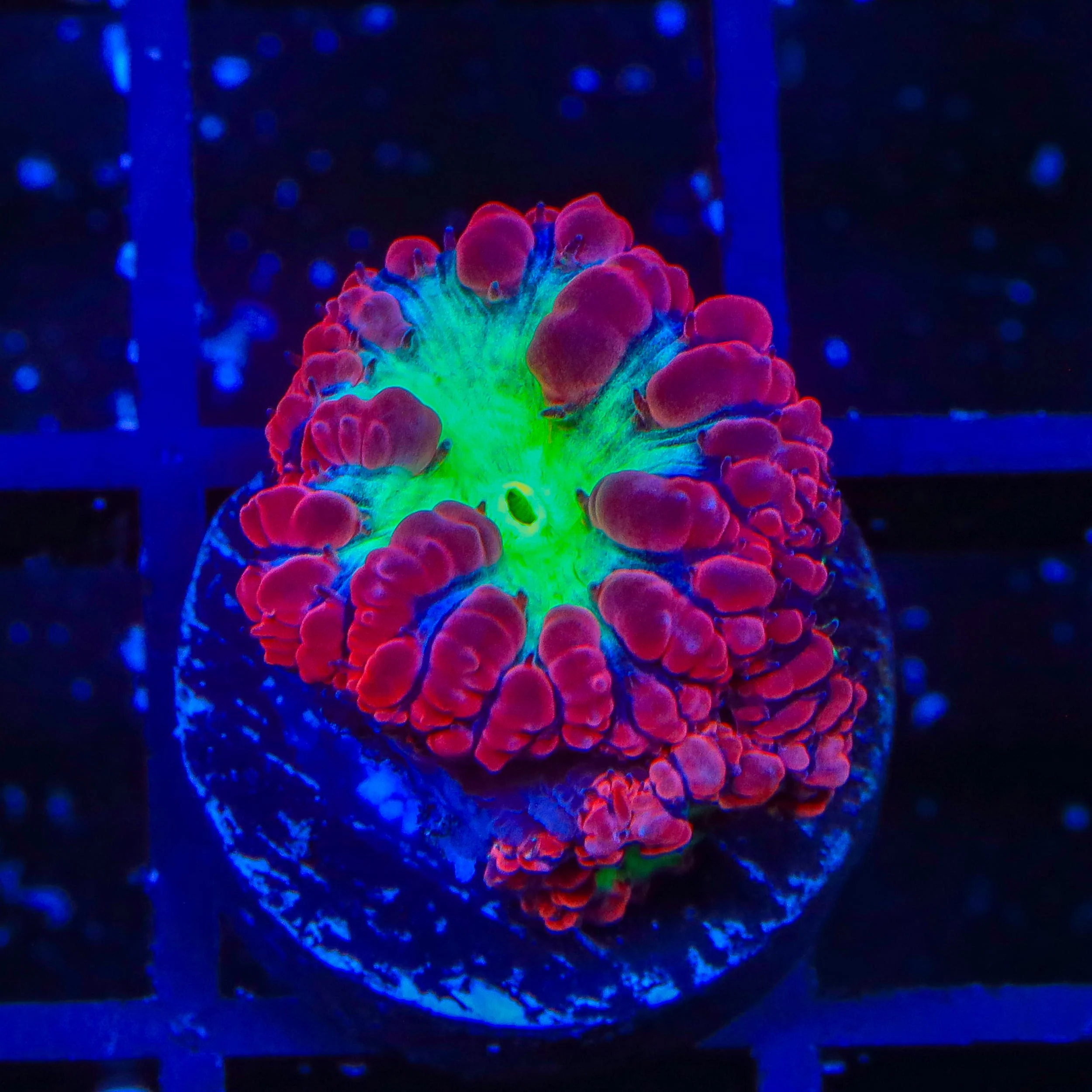 TSA Cherry Blastomussa Coral - Image 2