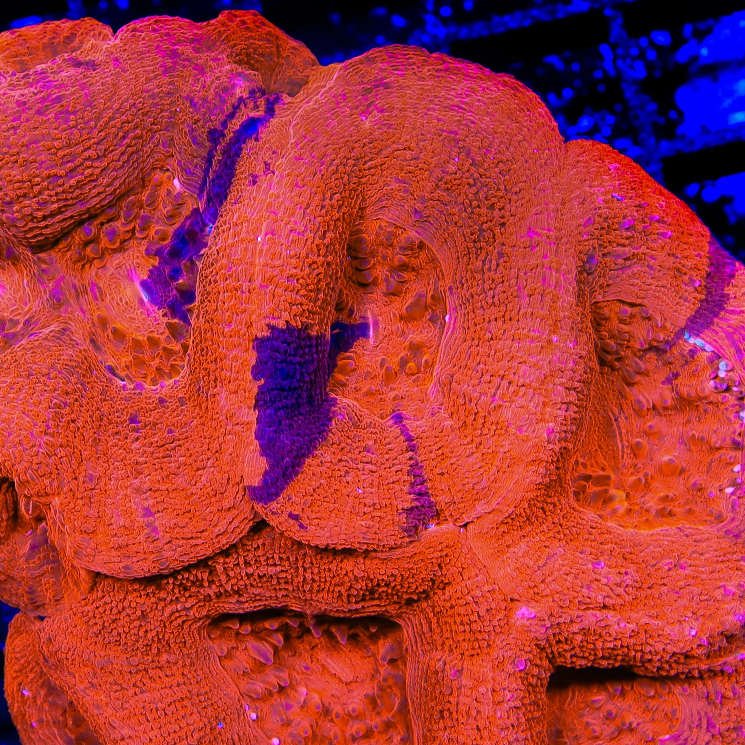 TSA Cherry Grafted Bowerbankii Coral - Image 2