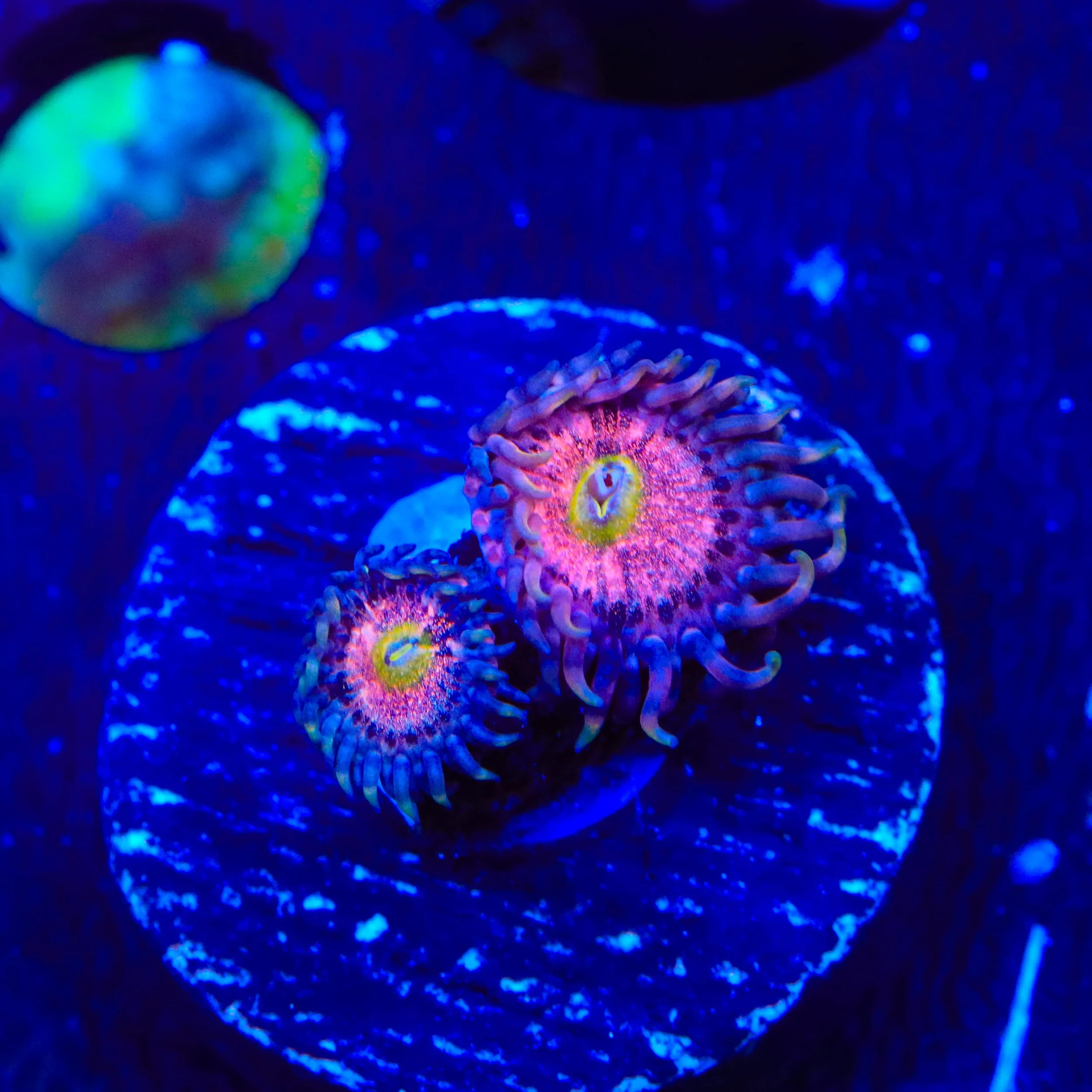 TSA Chong Bong Zoanthids Coral - Image 2