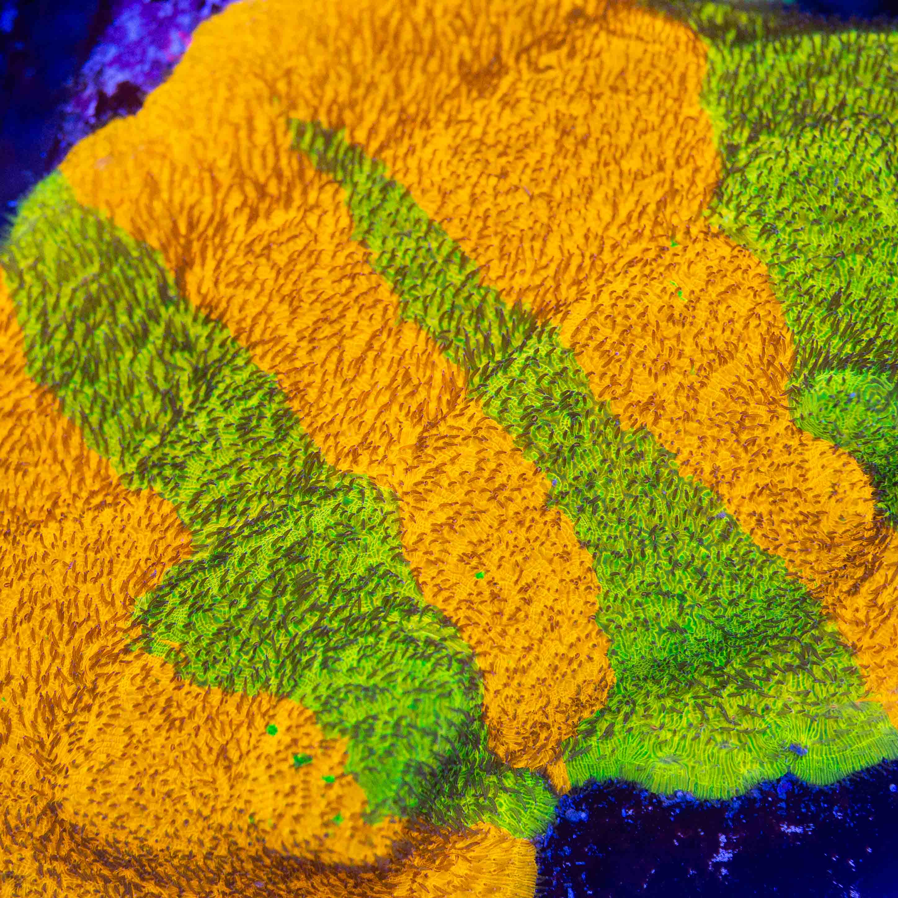 TSA Citrus Blast Grafted Lithophyllon Coral - Image 5