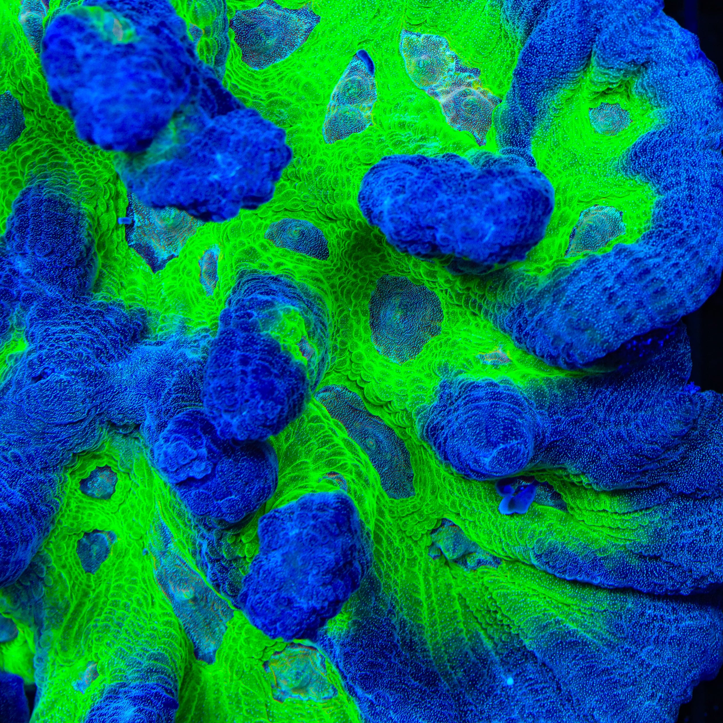 TSA City Slicker Pectinia Coral
