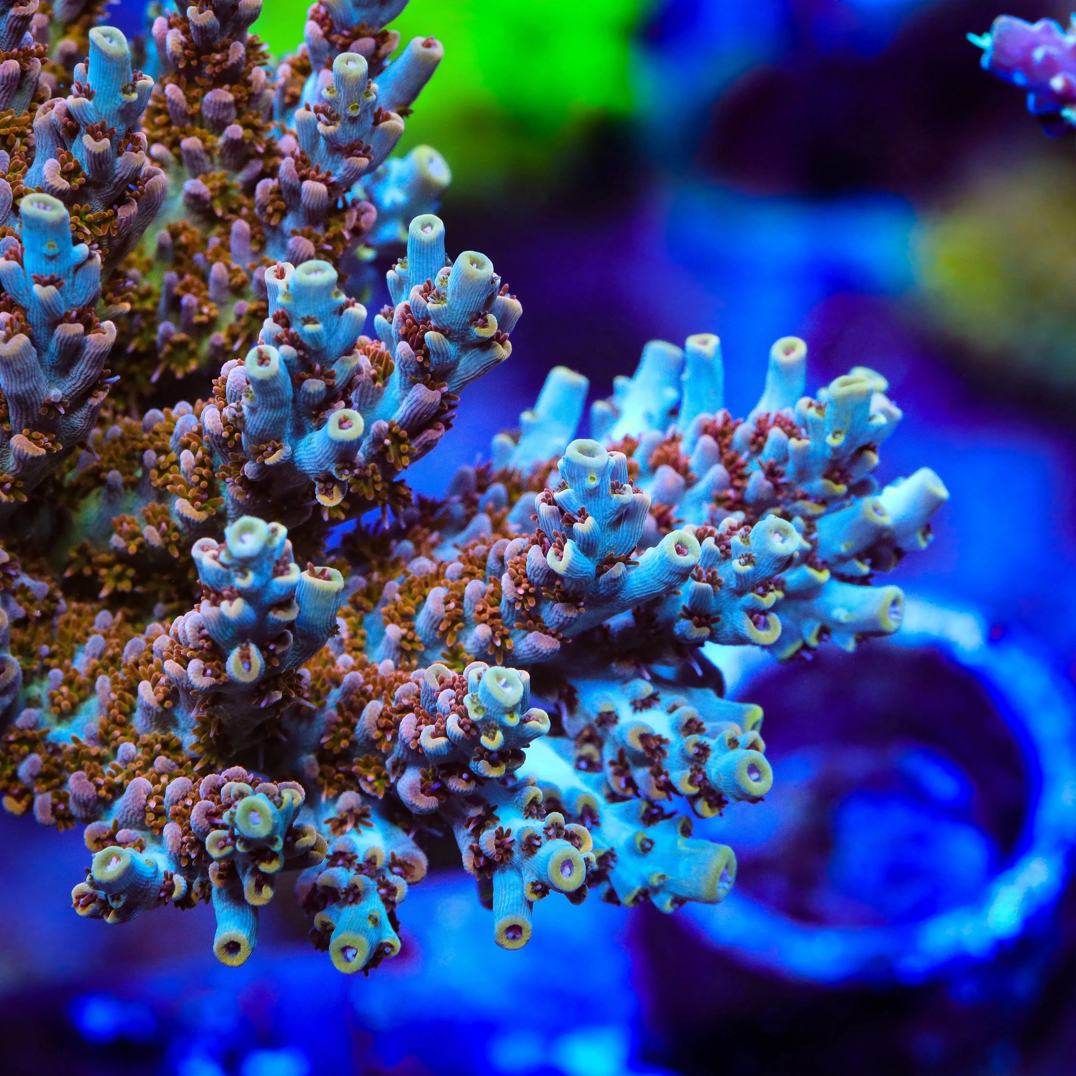 TSA Colt 45 Acropora Coral - Image 4