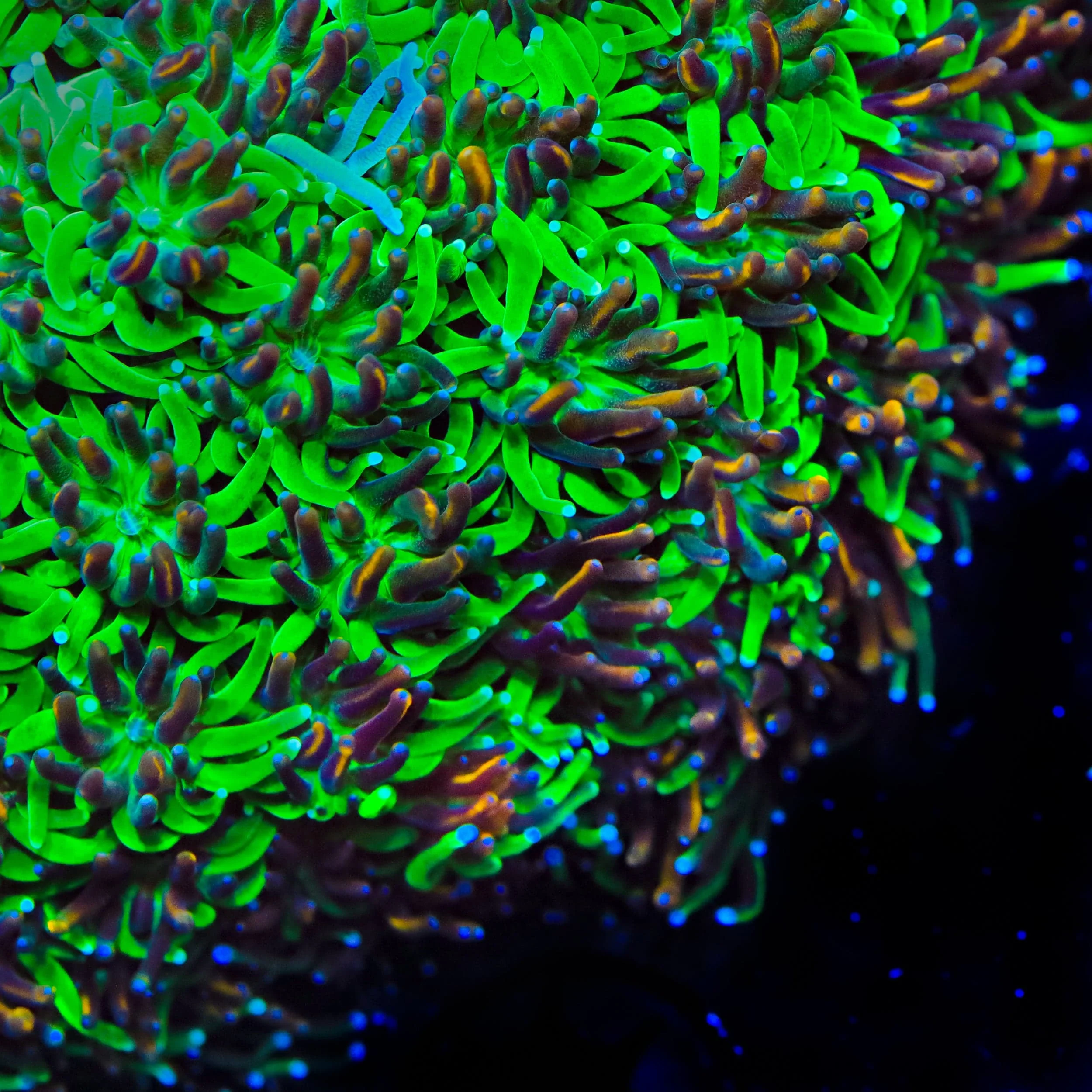 TSA Court Jester Galaxea Coral - Image 4