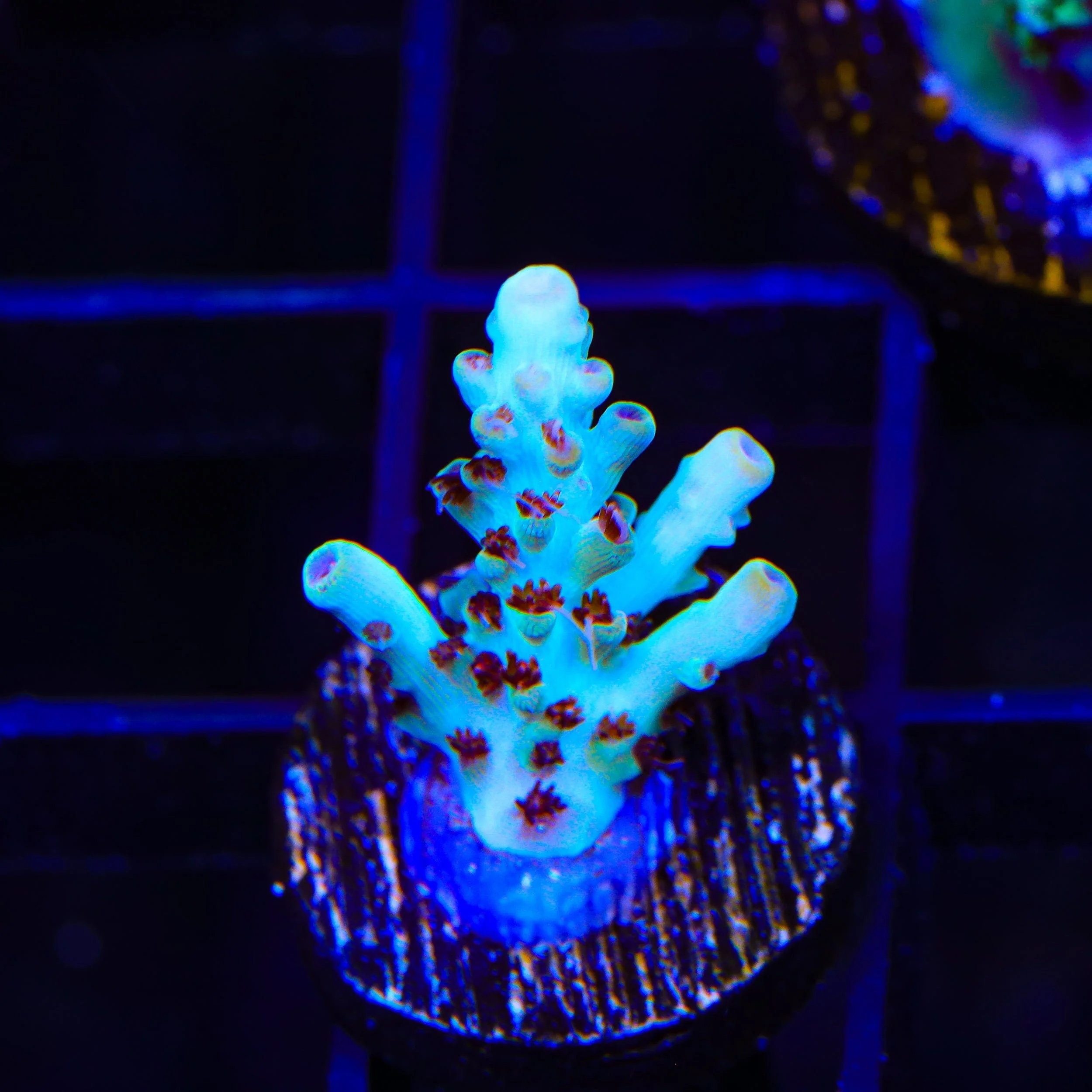TSA Crayola Twist Acropora Coral - Image 2