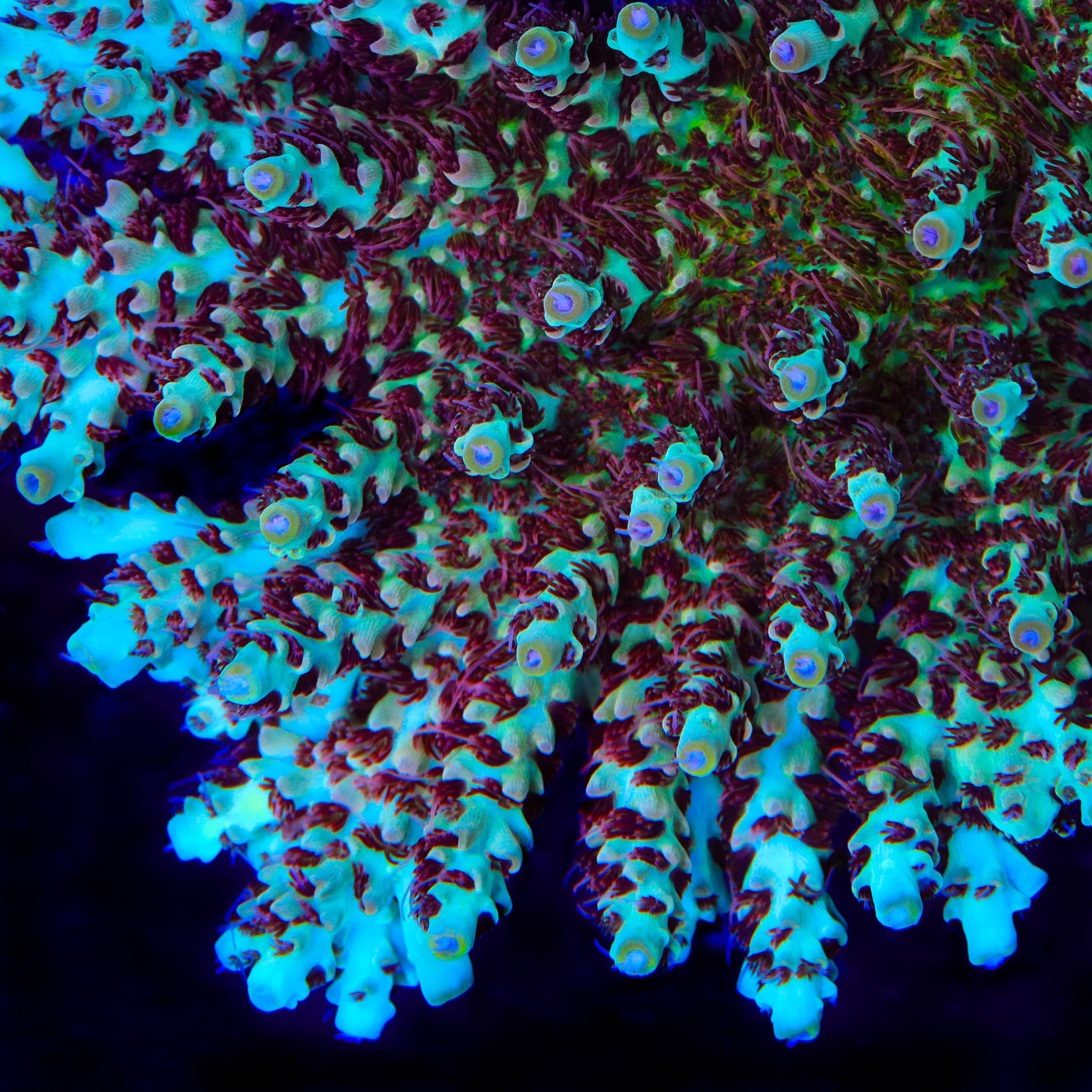 TSA Crayola Twist Acropora Coral - Image 4