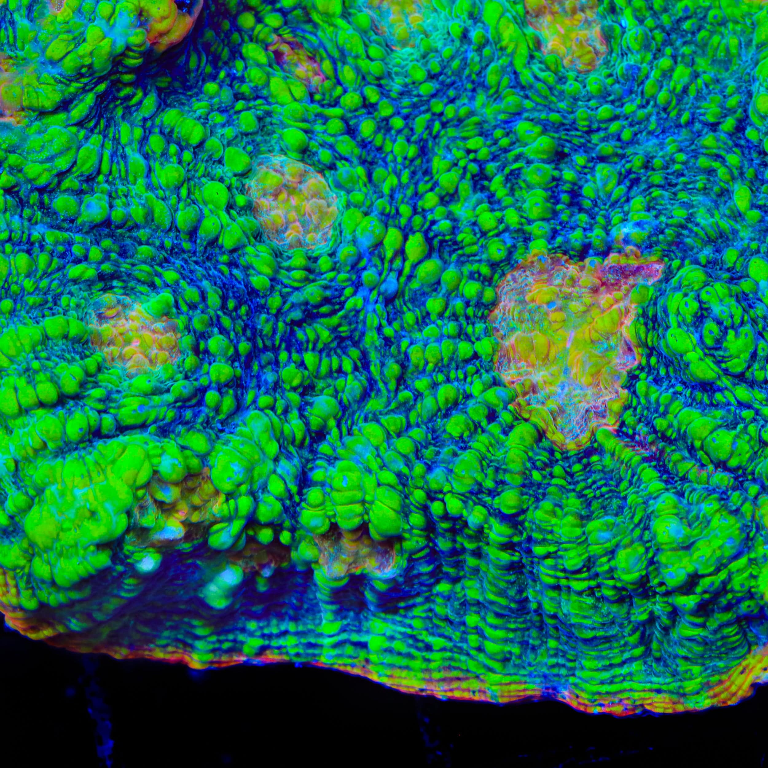 TSA Crocodile Smile Chalice Coral - Image 4