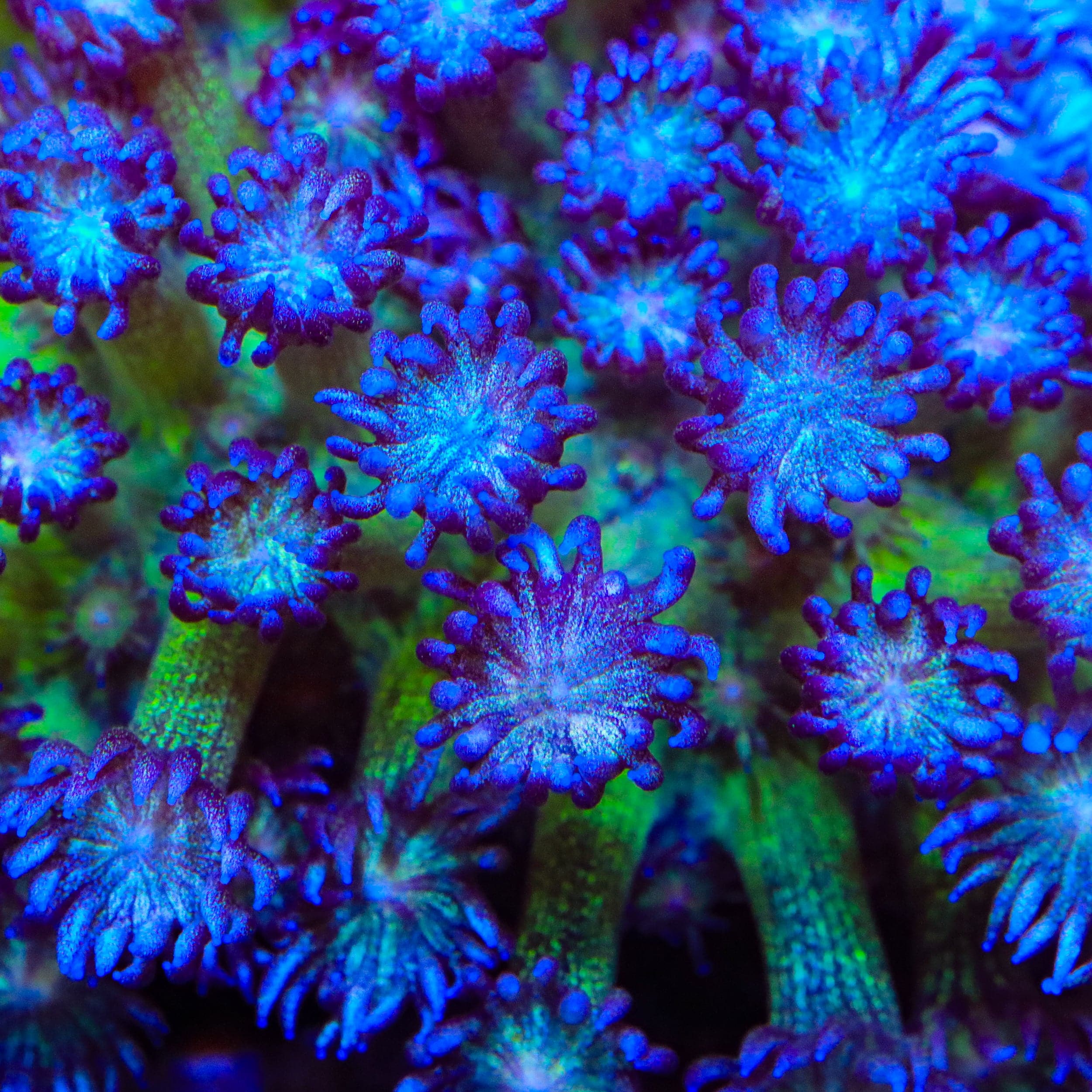 TSA Crown of Thorns Glitter Goniopora Coral