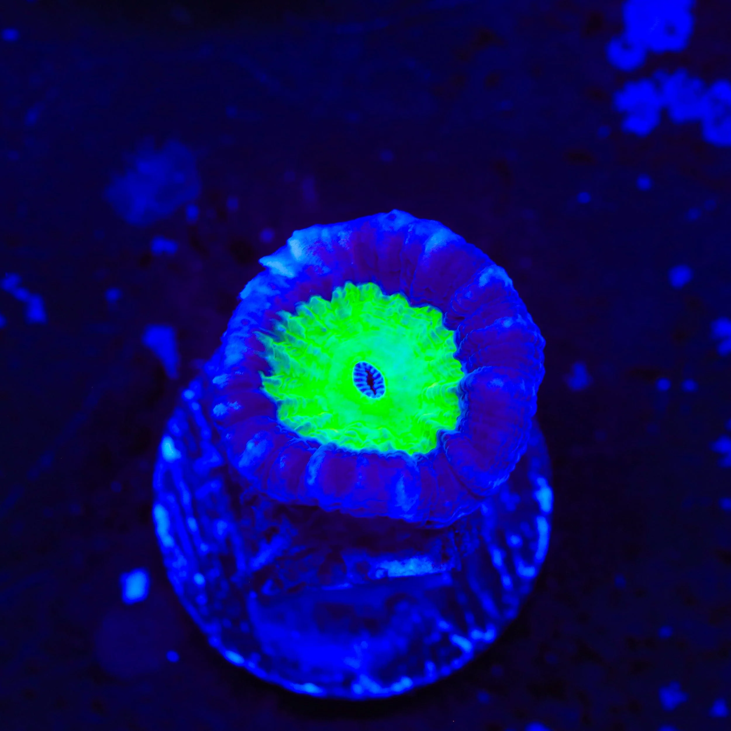 TSA Cursed Candy Cane Coral - Image 3