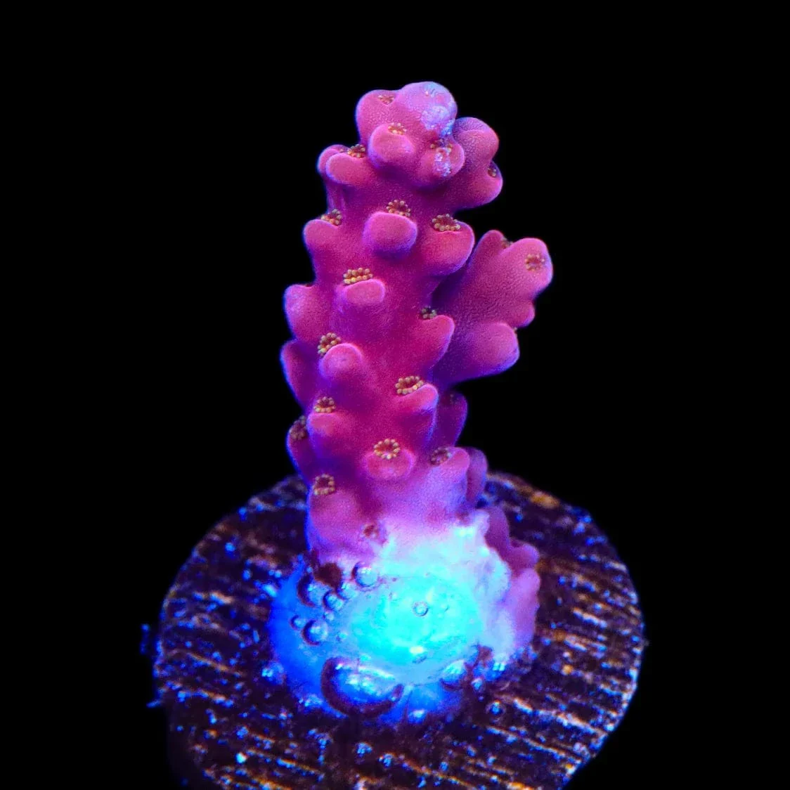 TSA Dantes Inferno Acropora Coral - Image 2