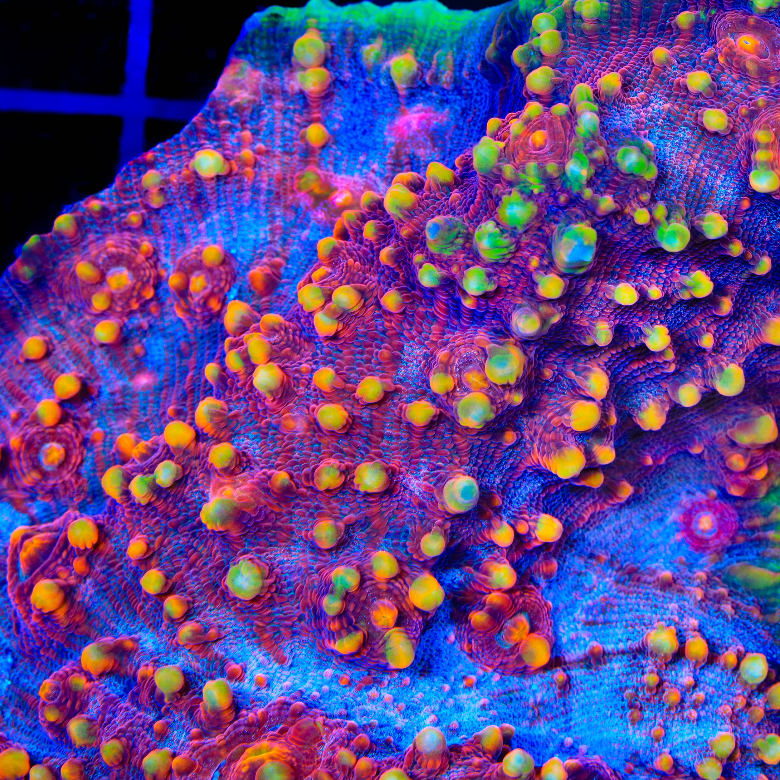 TSA Dantes Inferno Chalice Coral - Image 2
