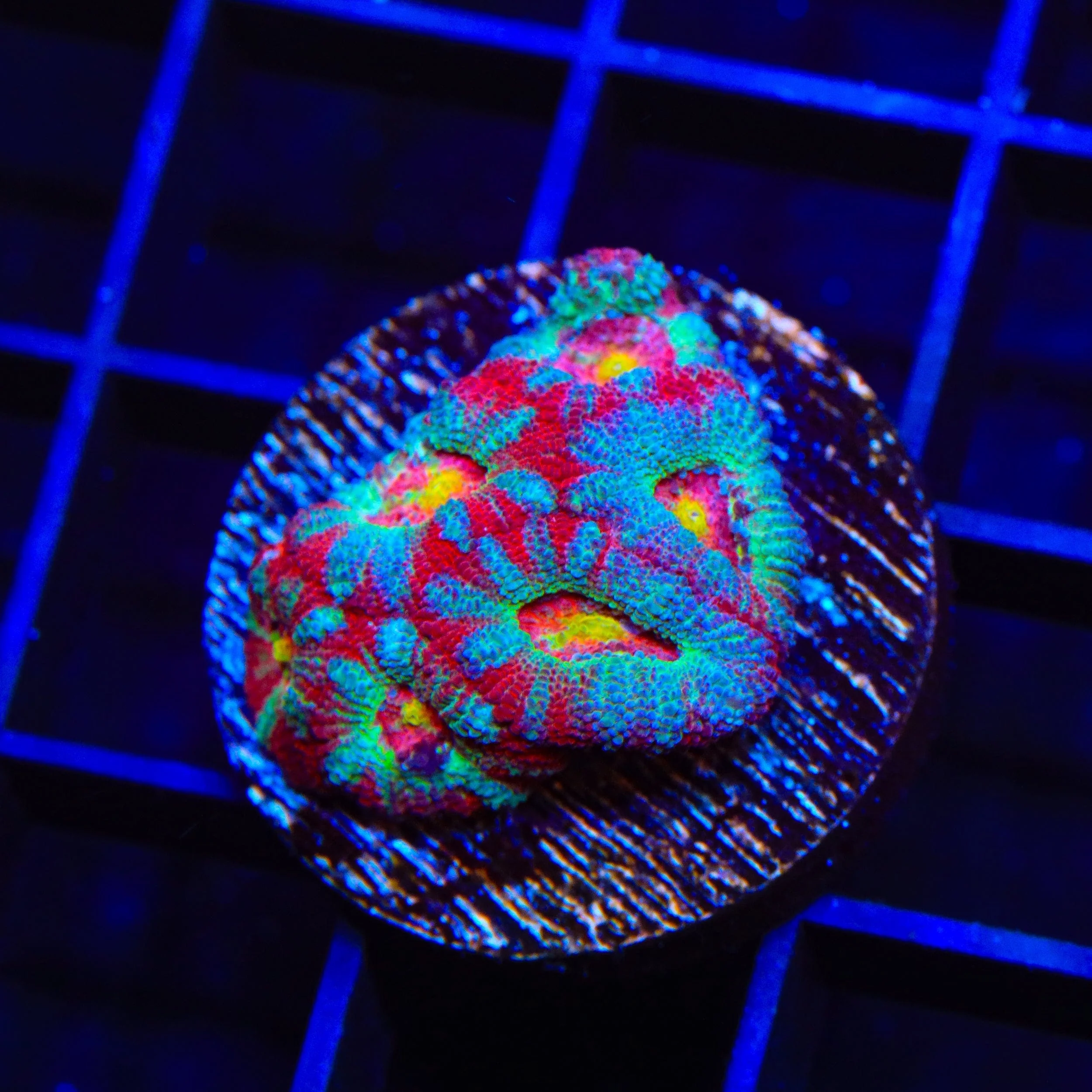 TSA Death Rattle Micromussa Acan Coral - Image 2