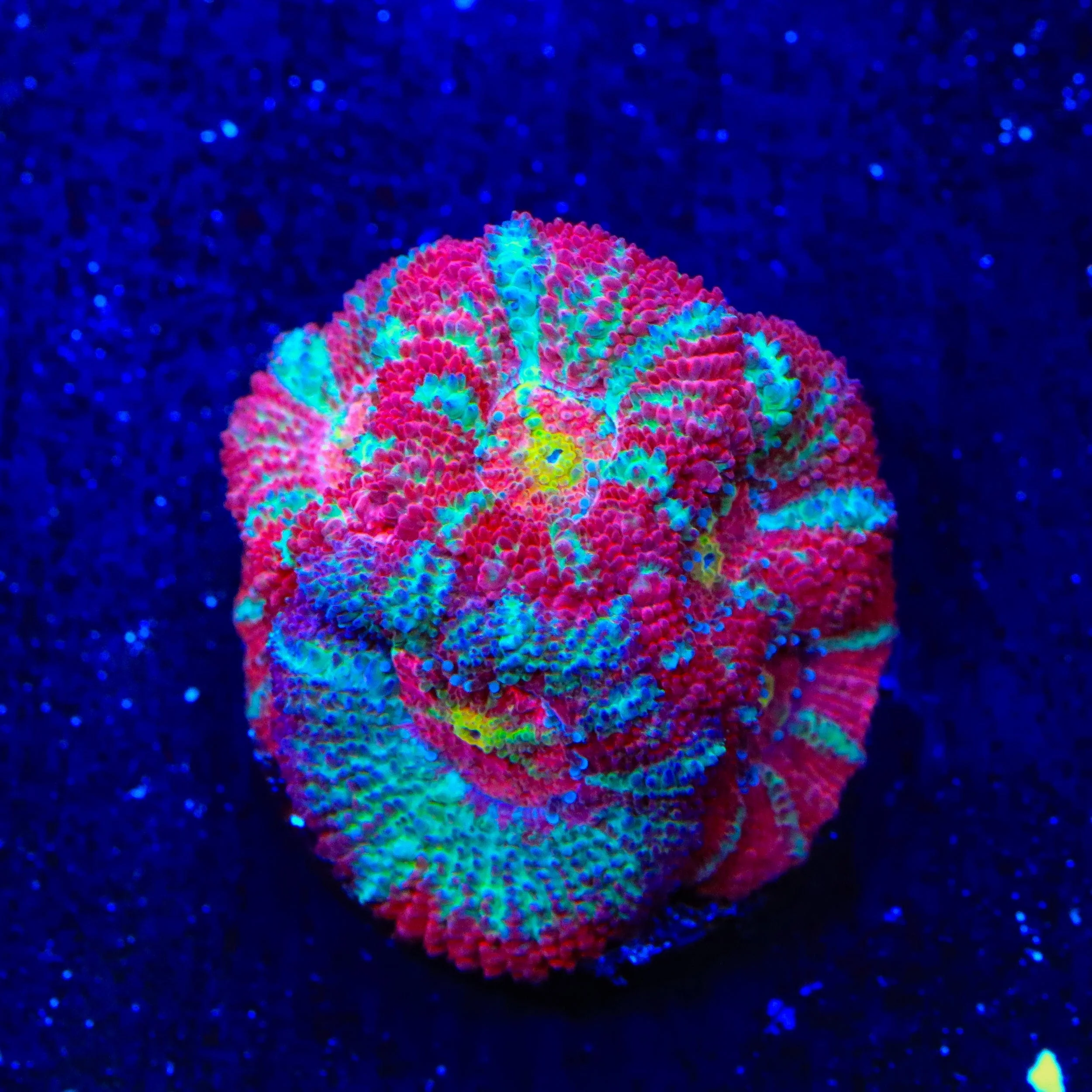 TSA Death Rattle Micromussa Acan Coral - Image 3