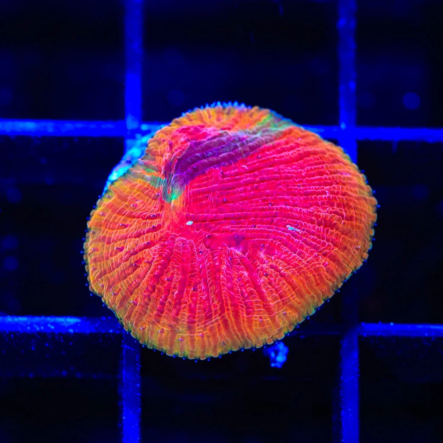 Diablo Grafted Diaseris Plate Coral - Image 3