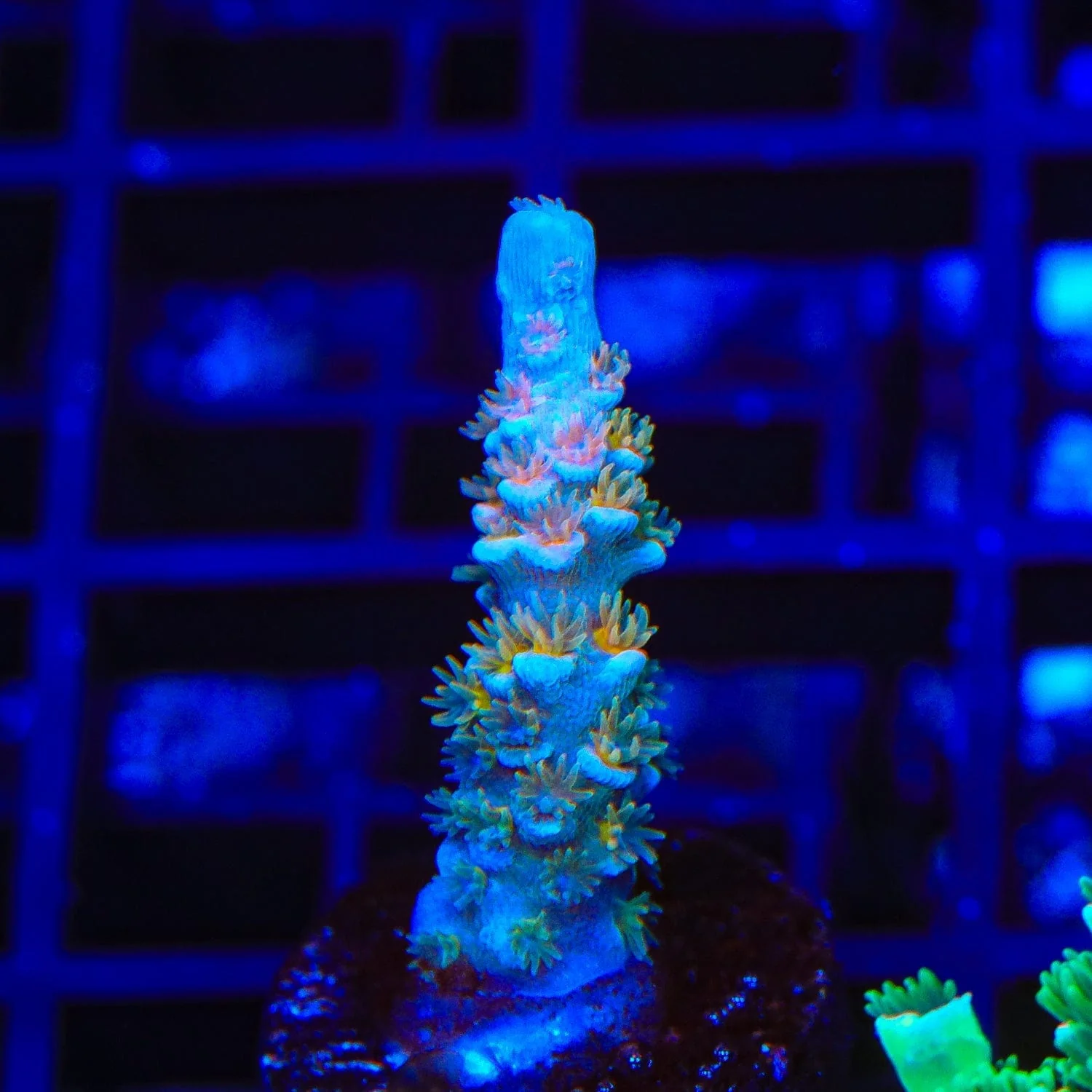 TSA Diamond Dust Tenuis Acropora Coral - Image 3