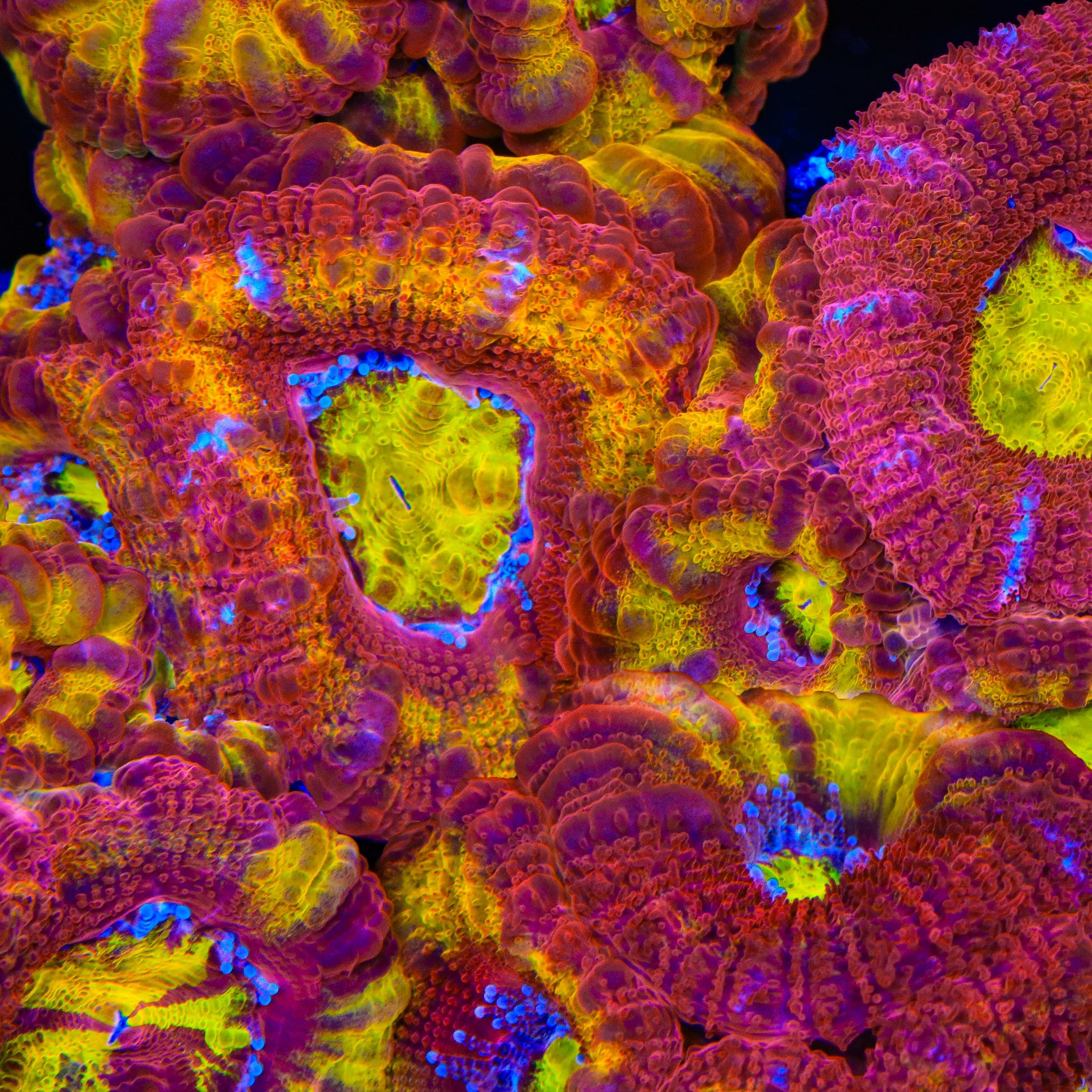 TSA Dipped in Fire Micromussa Acan Coral - Image 2