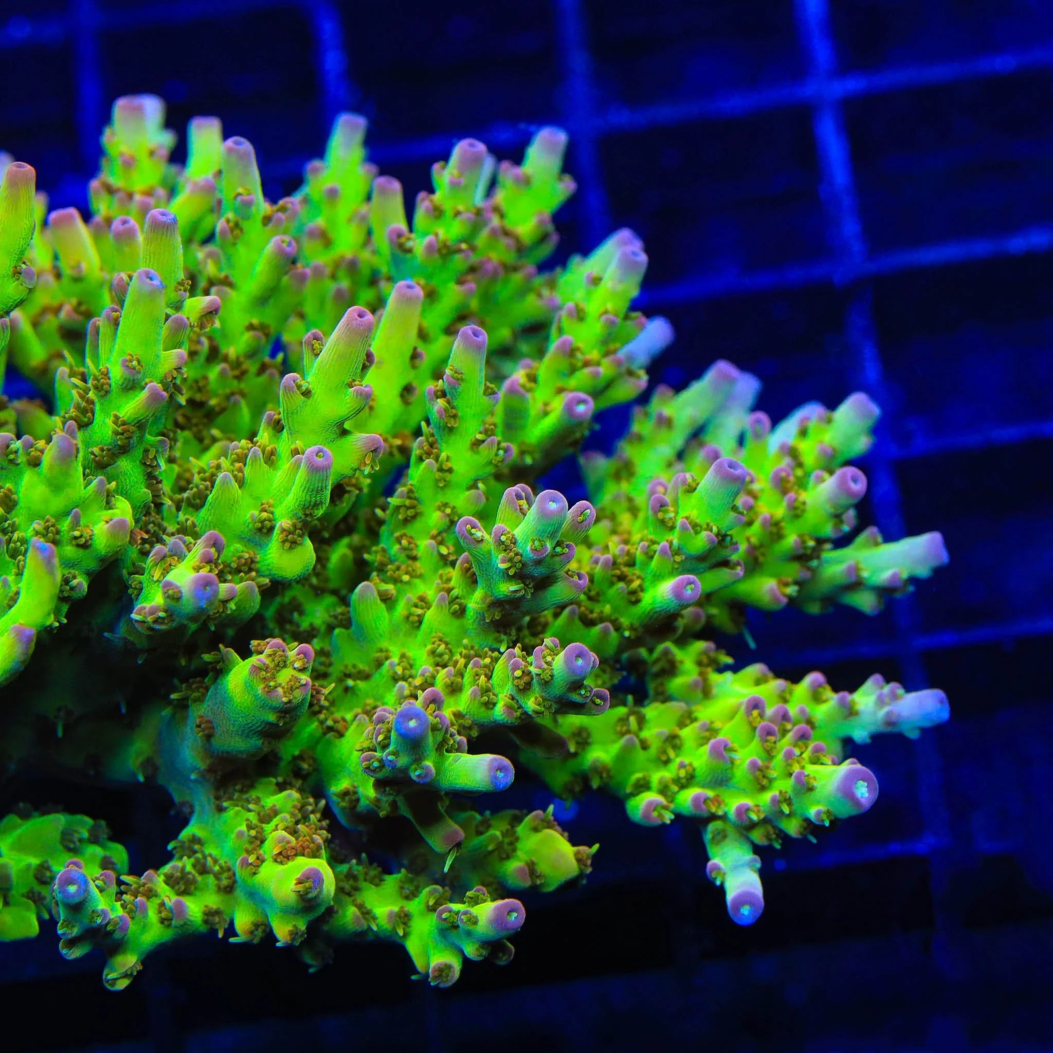 TSA Disco Fever Acropora Coral - Image 2