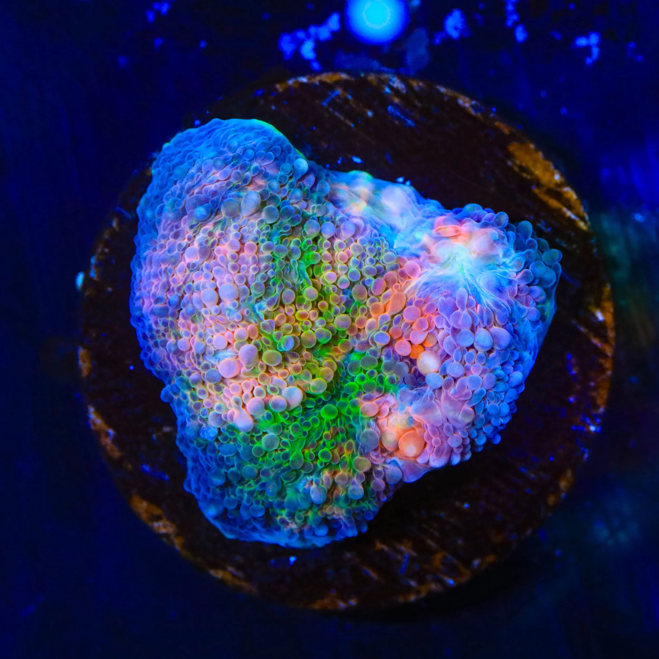 TSA Dream Fever Echinata Coral - Image 3