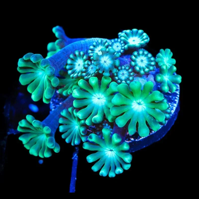 TSA Dreamers Delight Alveopora Coral - Image 2