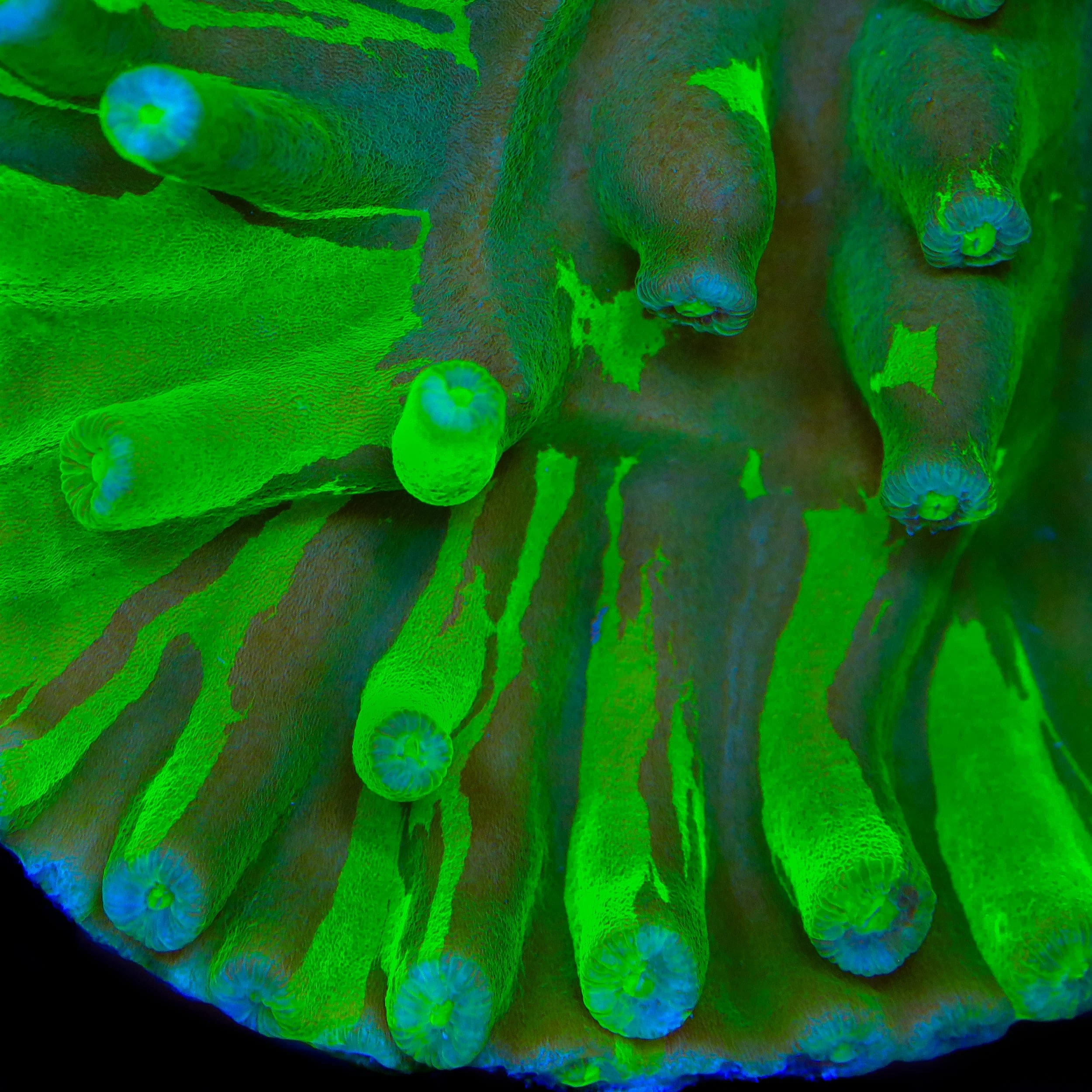 JF Grafted Hero Turbinaria Coral