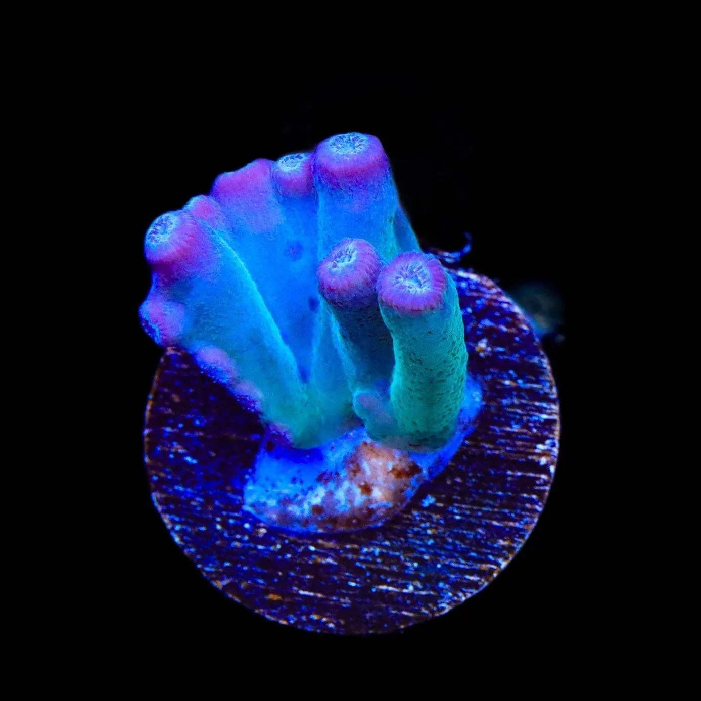 TSA Emerald Branching Turbinaria Heronensis Coral - Image 2