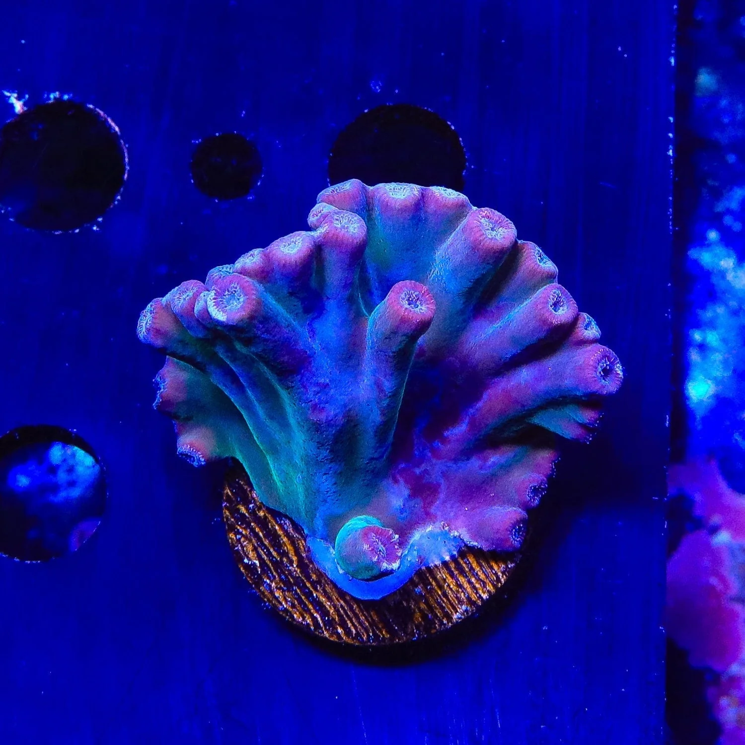 TSA Emerald Branching Turbinaria Heronensis Coral - Image 3