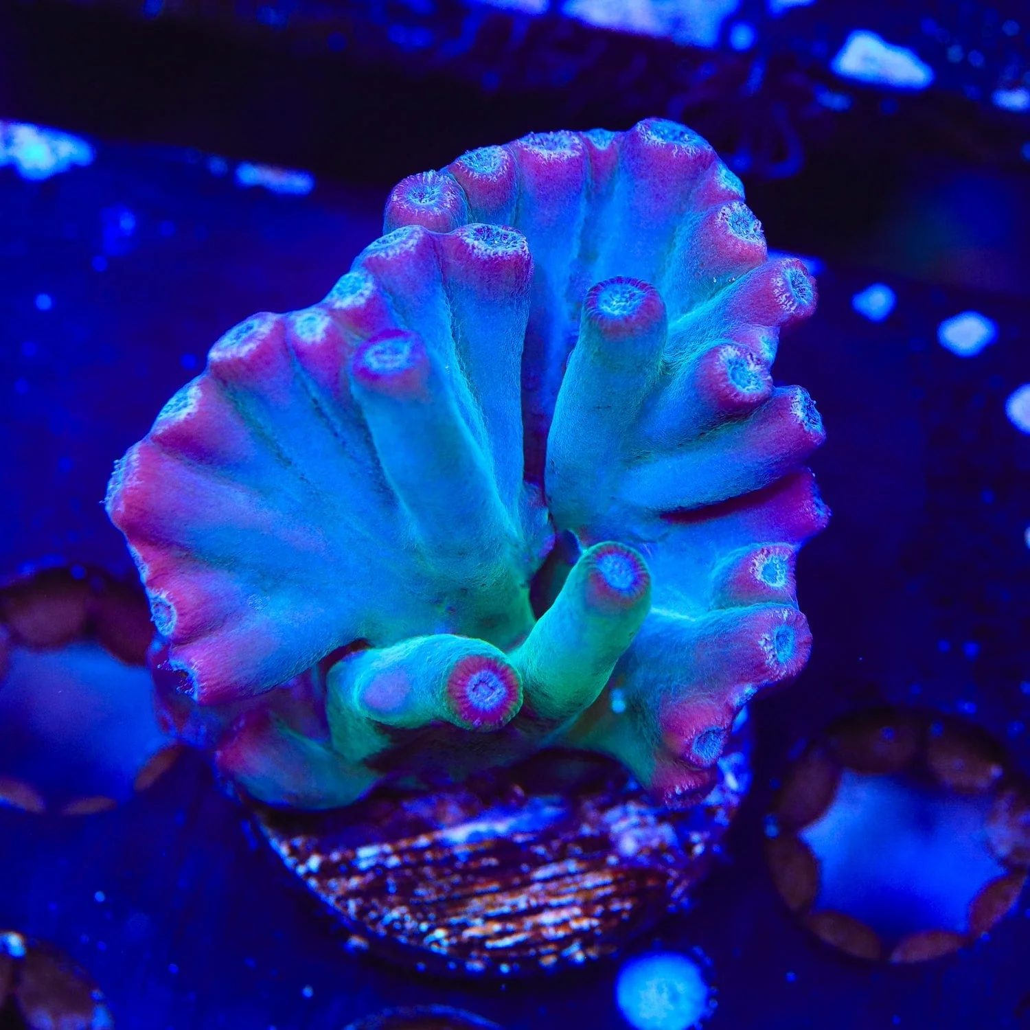 TSA Emerald Branching Turbinaria Heronensis Coral - Image 4