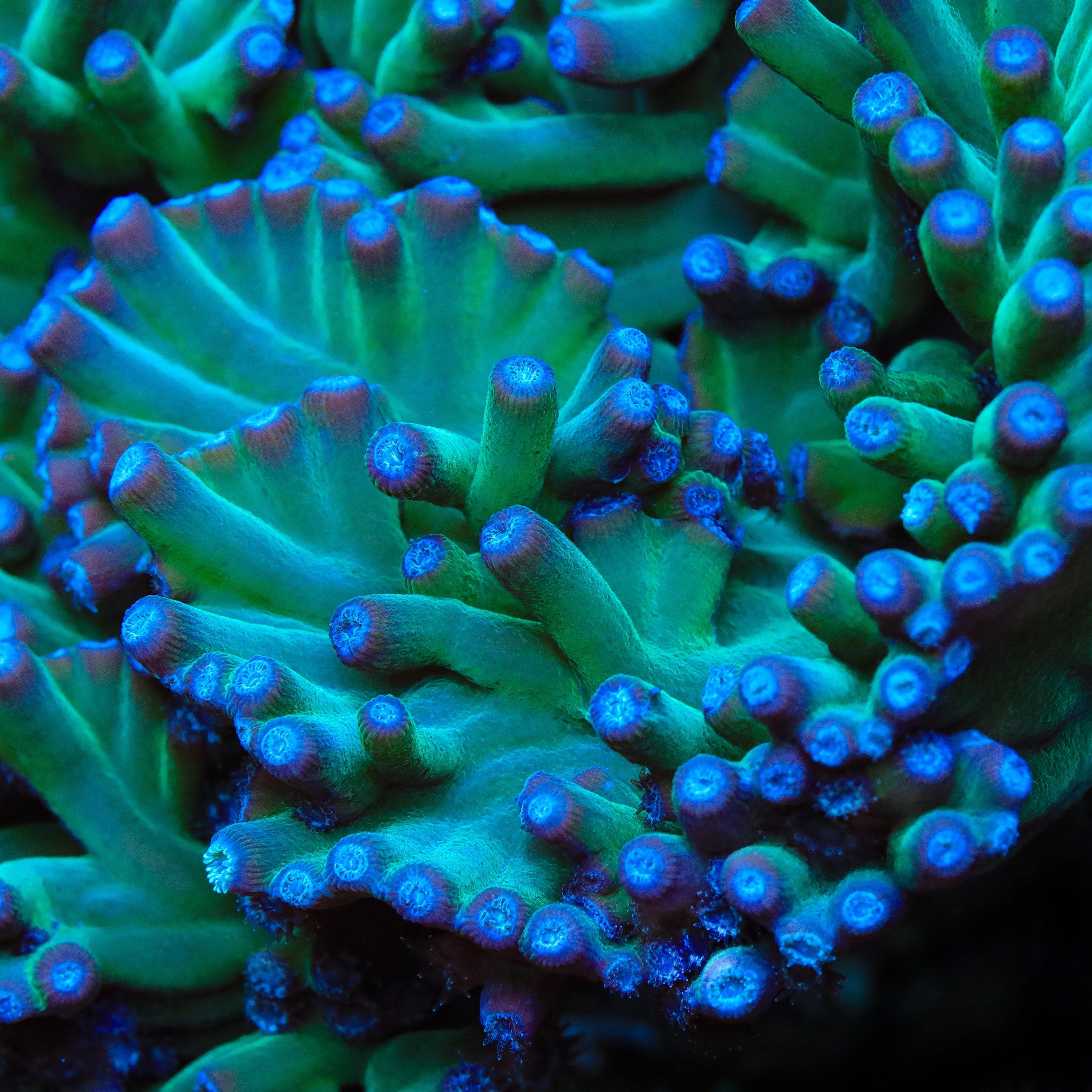 TSA Emerald Branching Turbinaria Heronensis Coral - Image 5