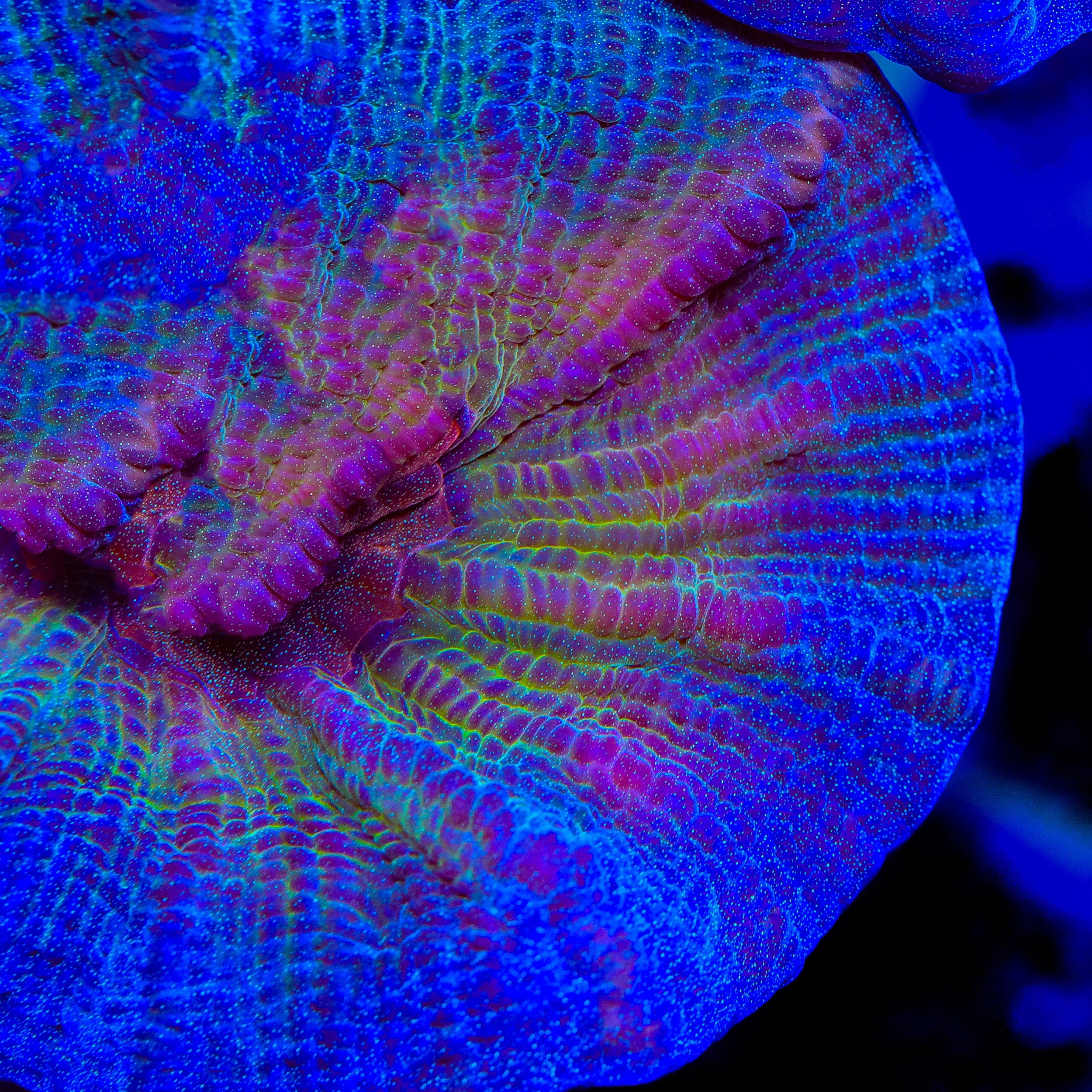TSA Emerald Rose Pectinia Coral - Image 2