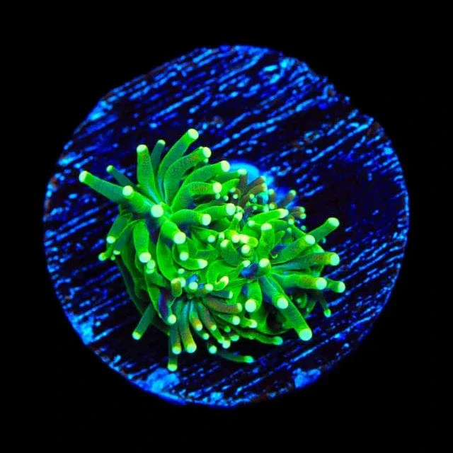 TSA Evergreen Galaxea Coral - Image 3