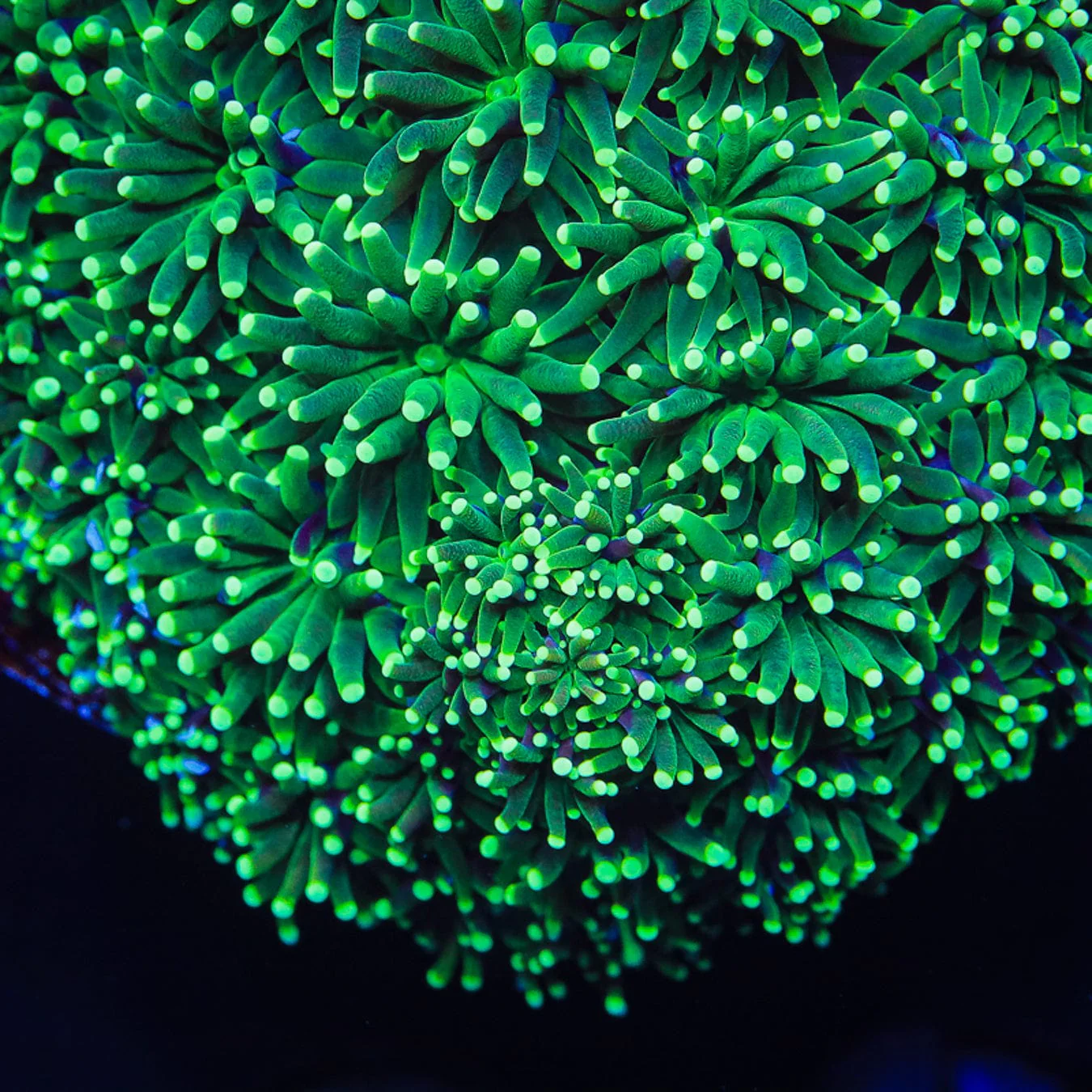 TSA Evergreen Galaxea Coral - Image 4