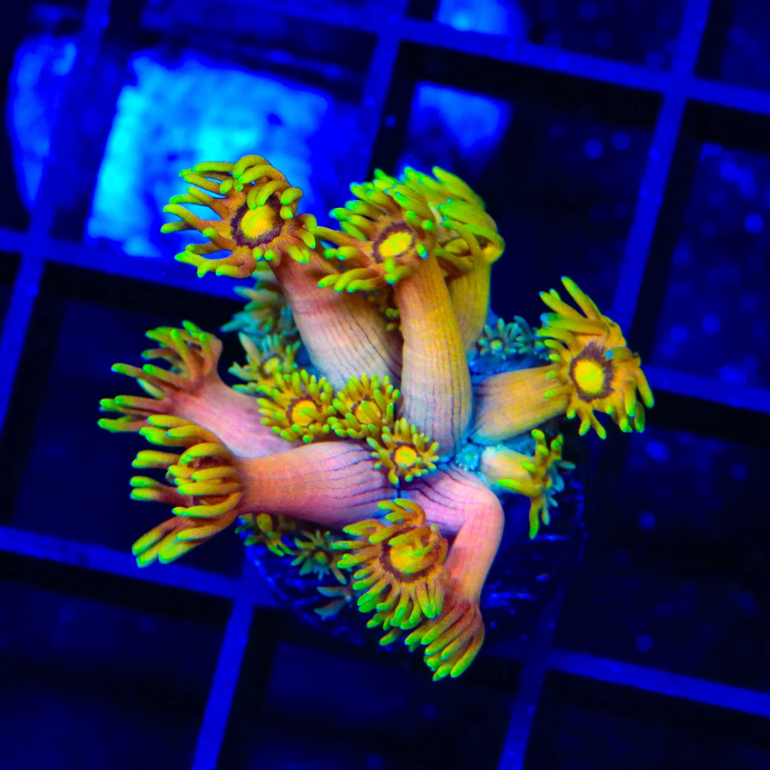 TSA Fairly Odd Goniopora Coral - Image 2