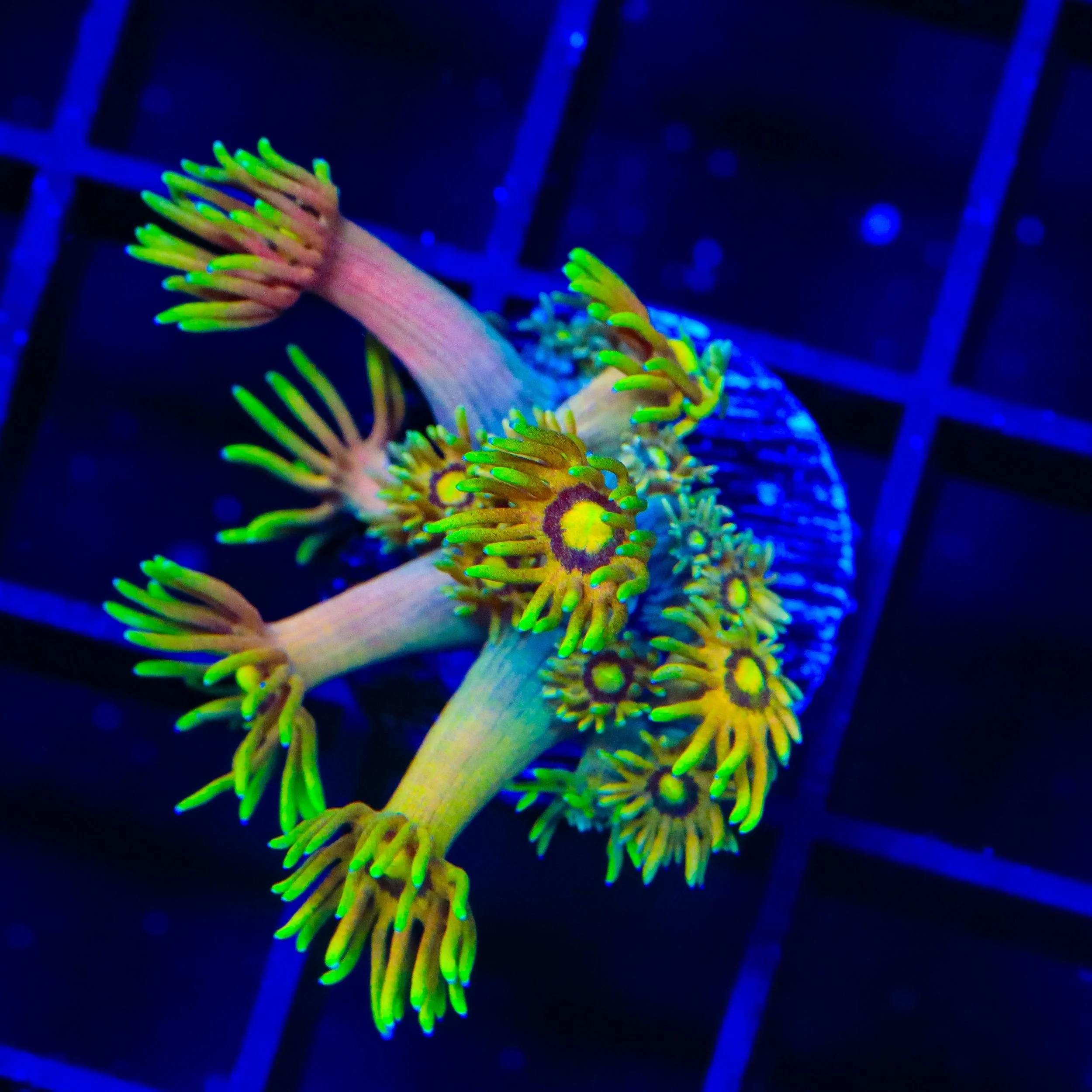 TSA Fairly Odd Goniopora Coral - Image 3